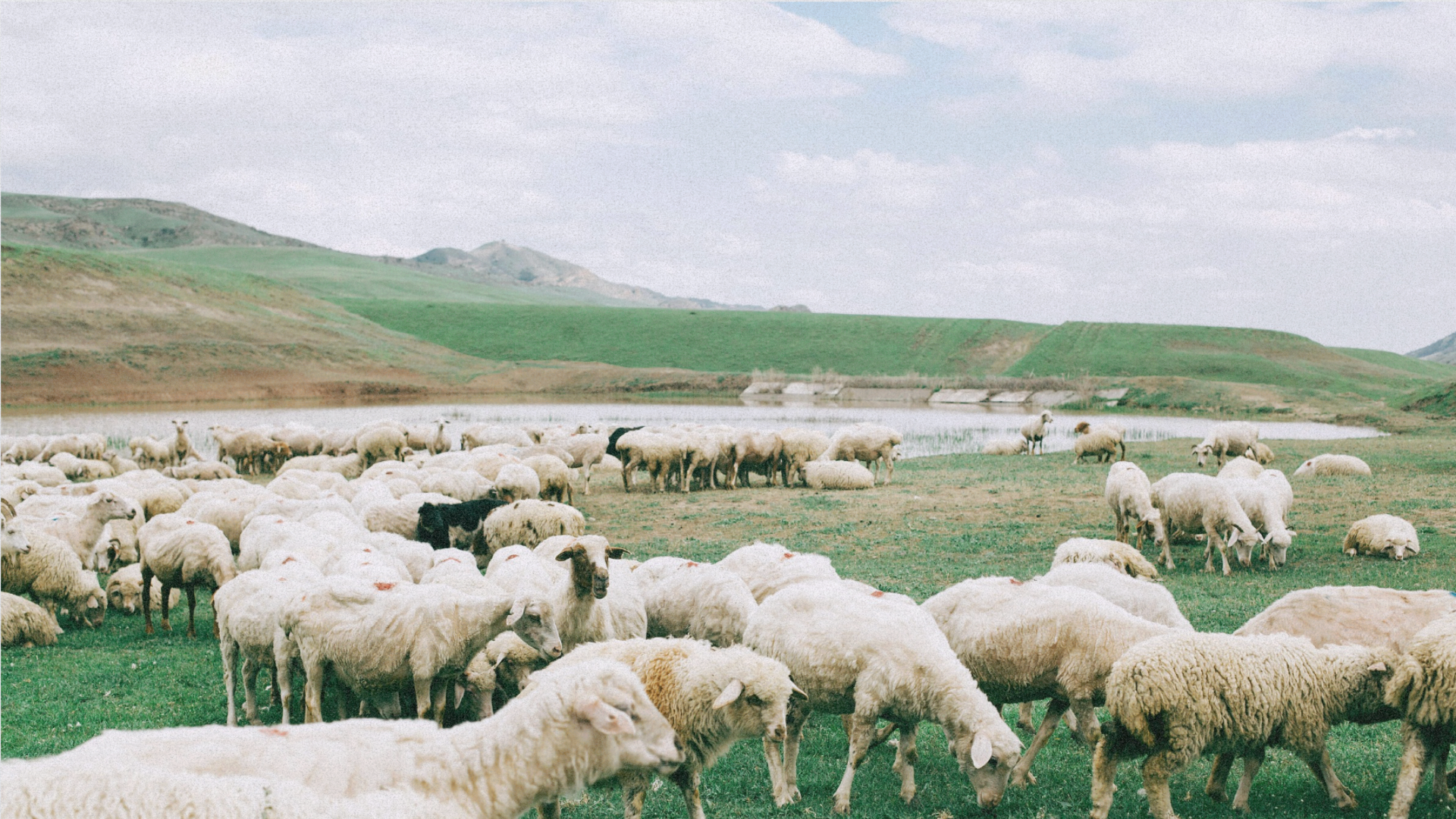 A herd of sheep grazing on green grass near a lake in a hilly landscape with mountains in the background.