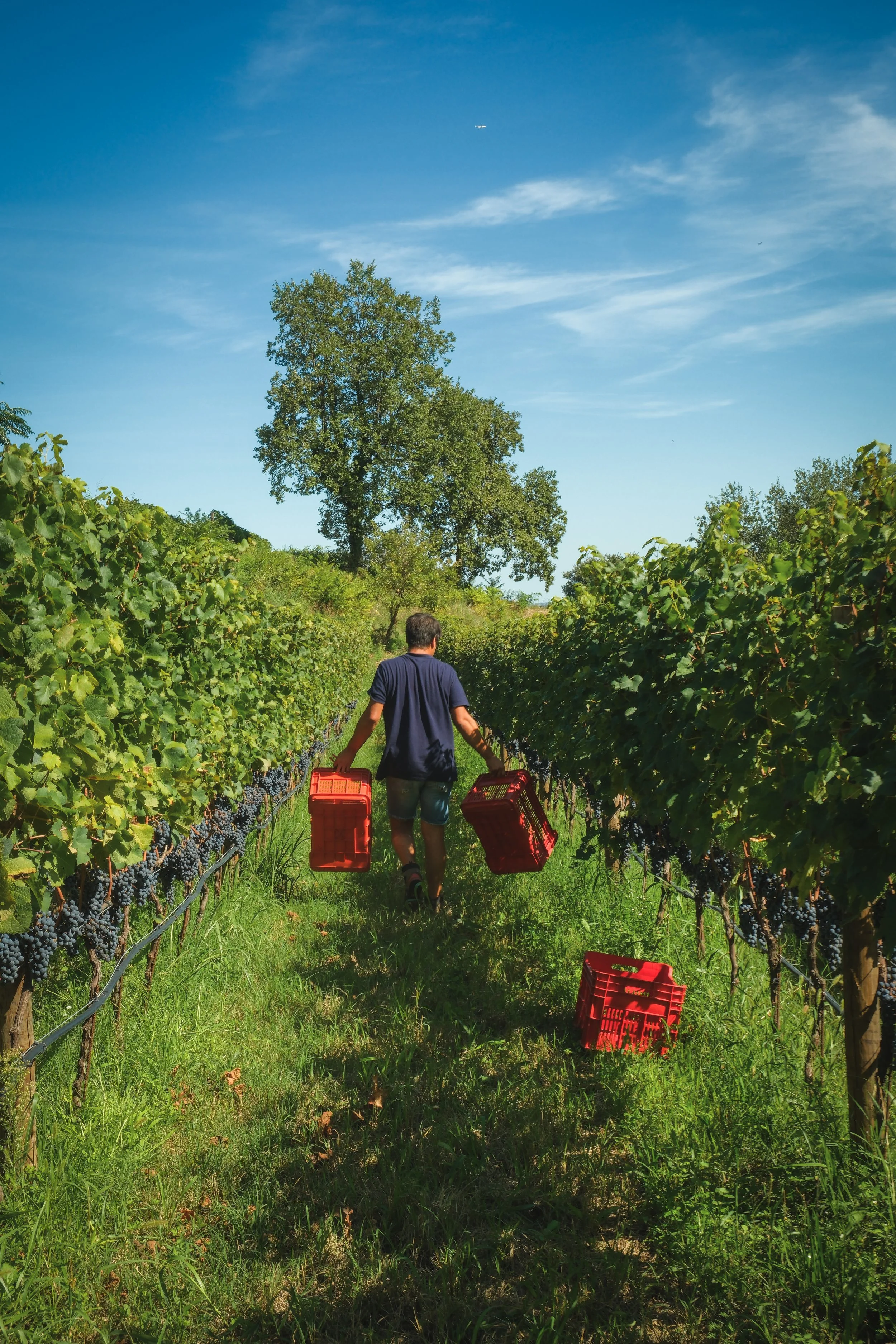 Persona che raccoglie uva in un vigneto during a sunny day.