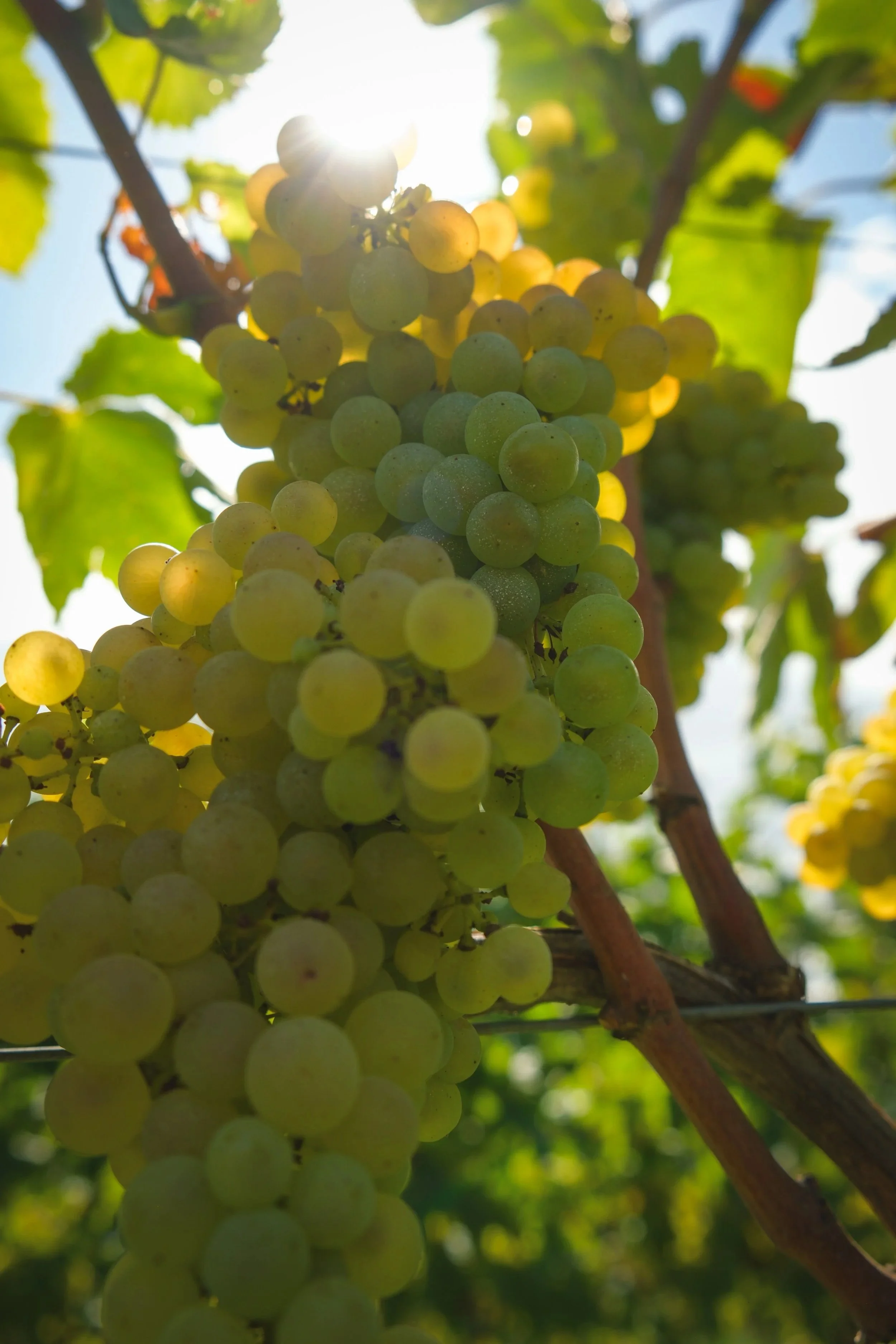 Raccolta di uva bianca su una pianta durante il giorno.