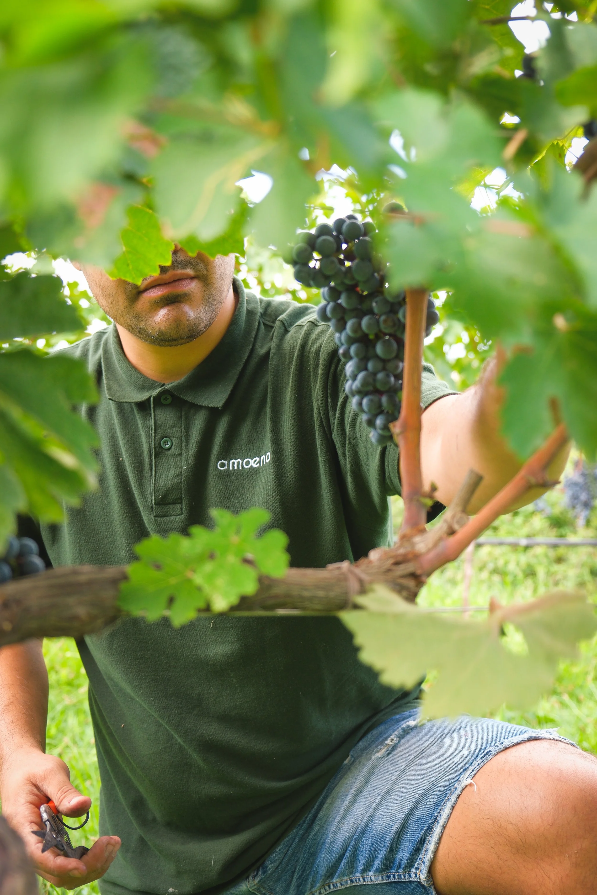 Un uomo raccoglie uva in vigna, indossa una maglietta verde con il logo 'amoena' ed è in ginocchio mentre sostiene un grappolo di uva nera.