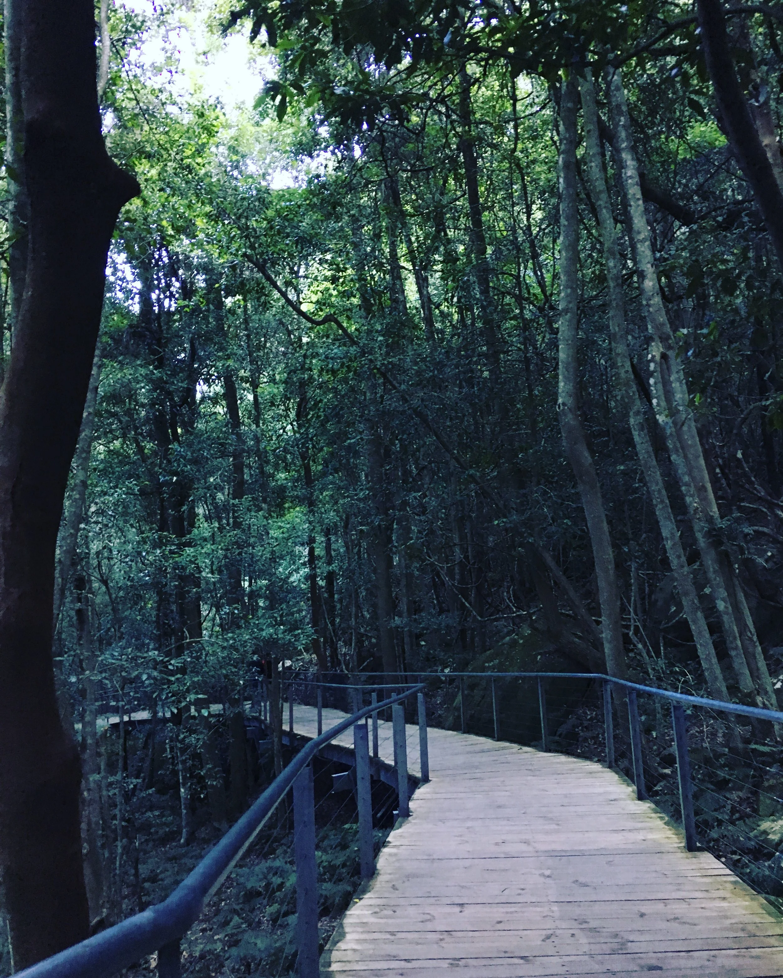 Wooden walkway with black metal railings curving through a dense forest with tall trees and green foliage.