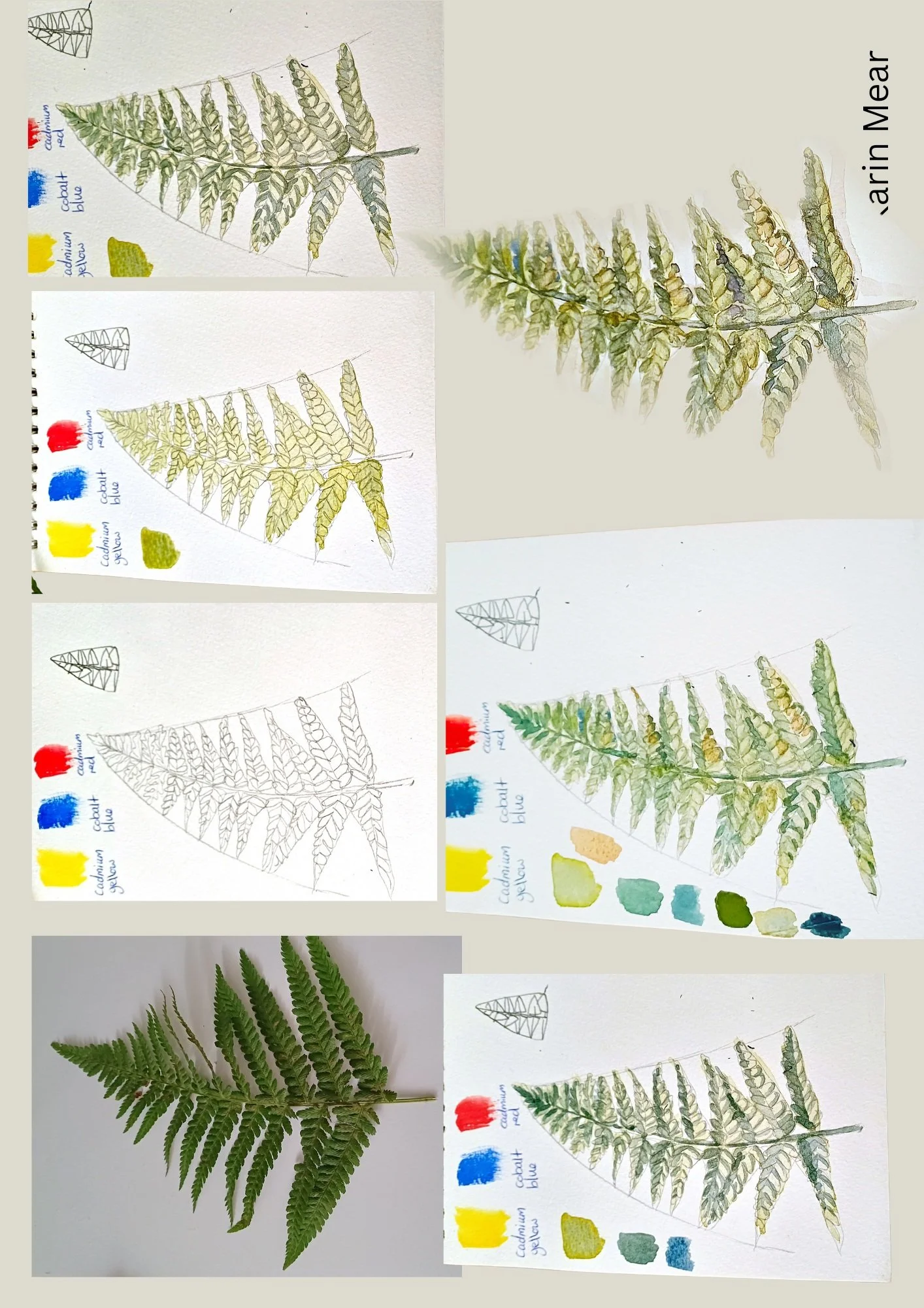 Karin Mear Fern.jpg