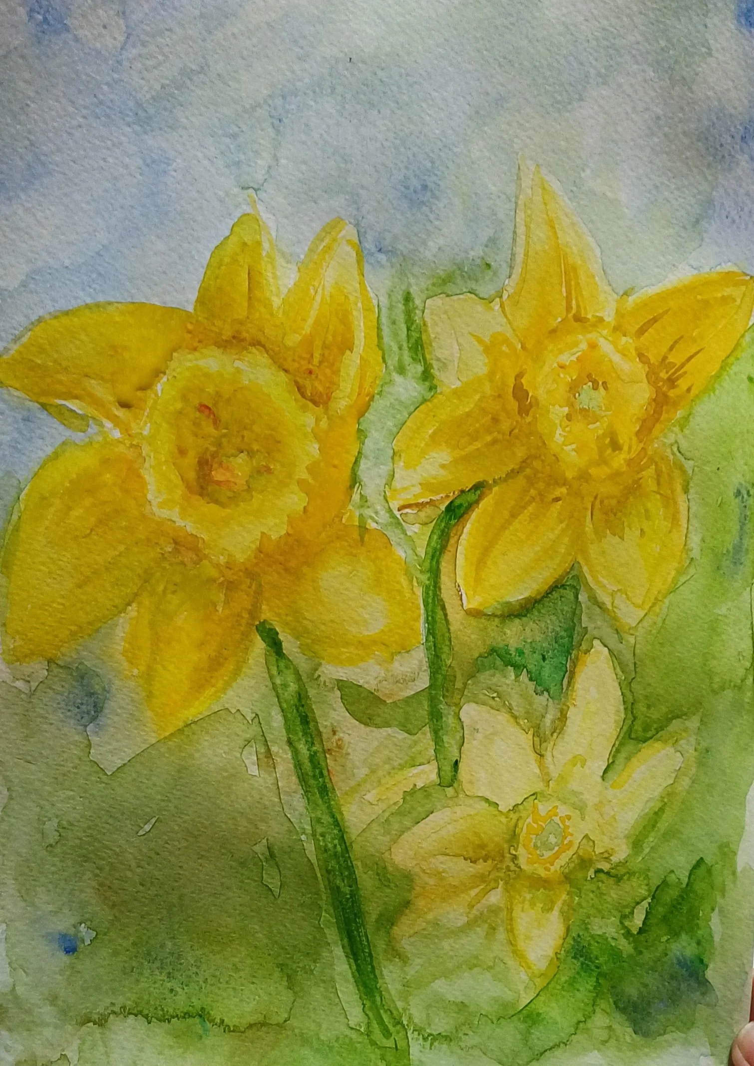 daffodil workshop 2.jpg
