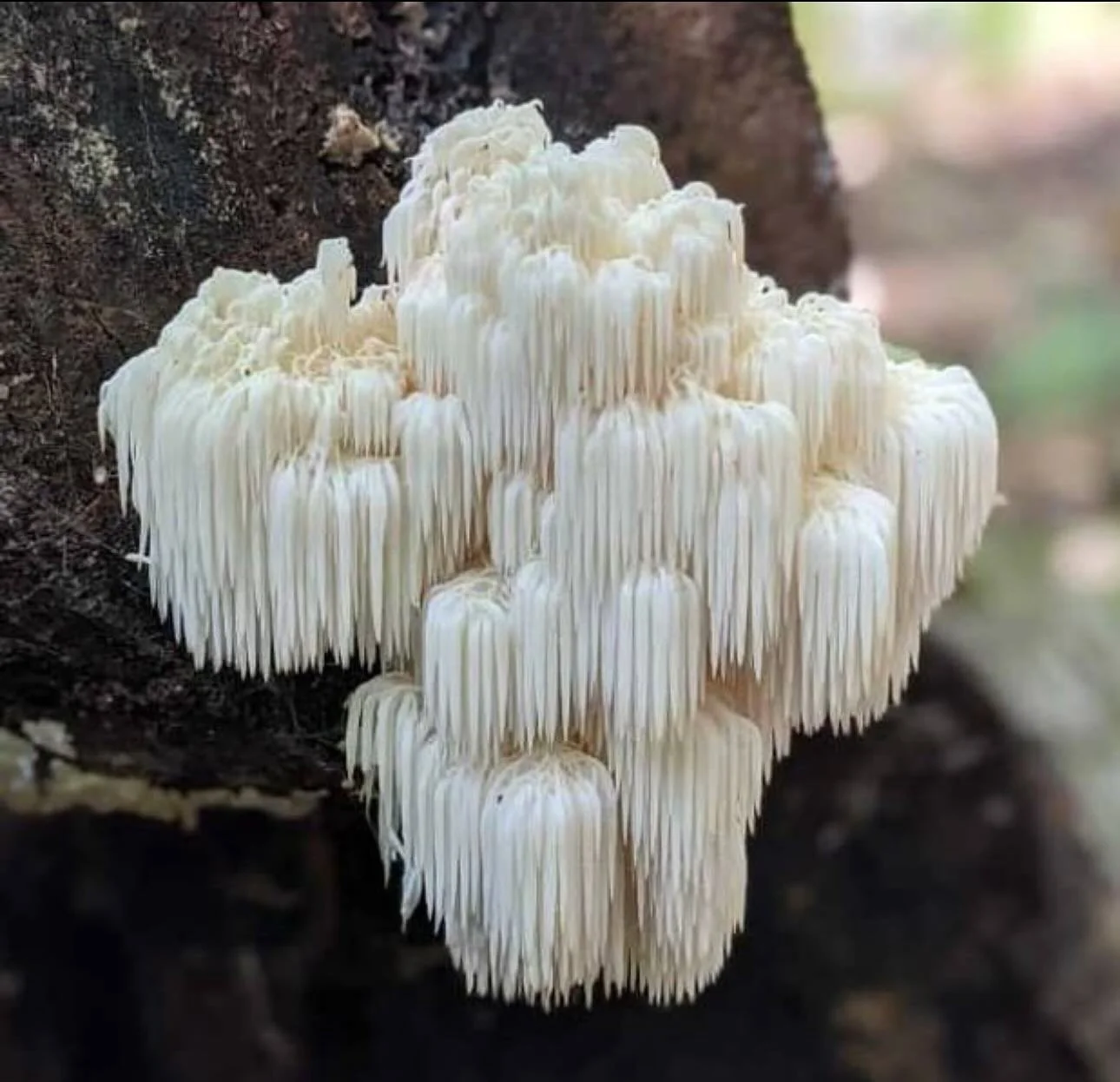 Meet Lion’s Mane 🍄
This shaggy mushroom isn’t just good looks — it’s been used for centuries to support brain health, memory, and focus.
In ELXR:Focus, it’s one of our go-to ingredients for clarity without the jitters.
