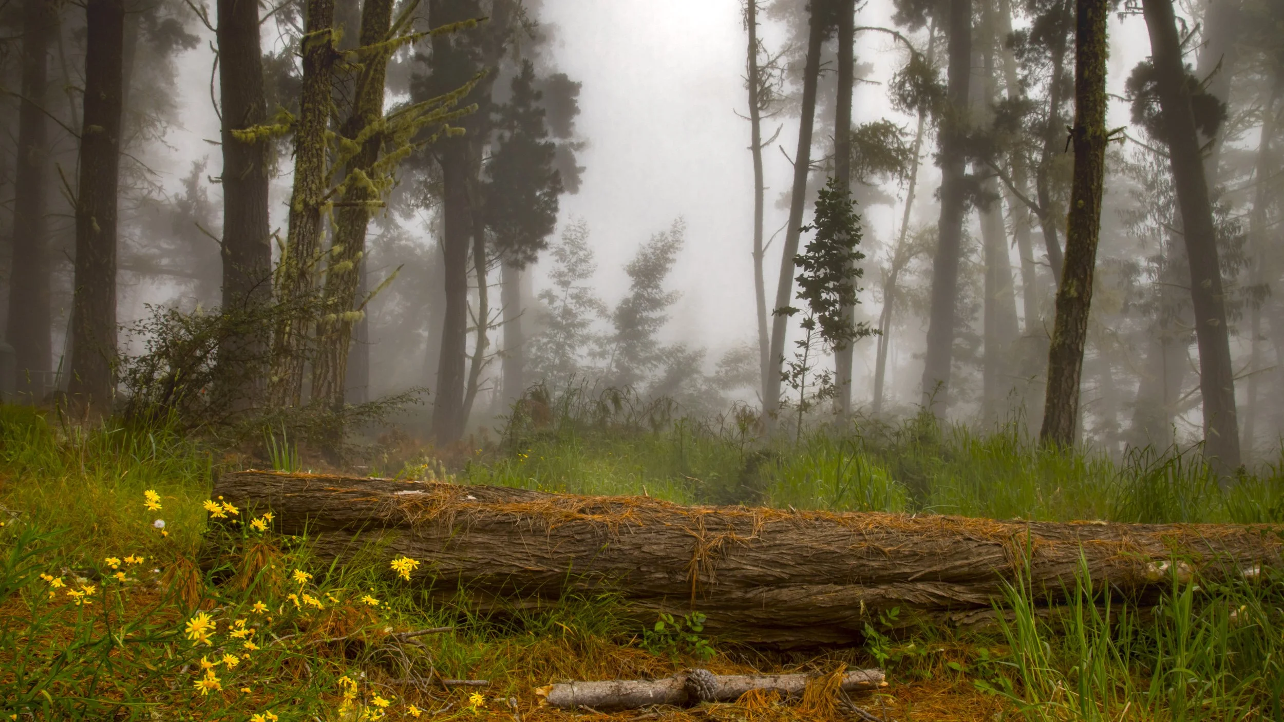 Landscapes of Maui