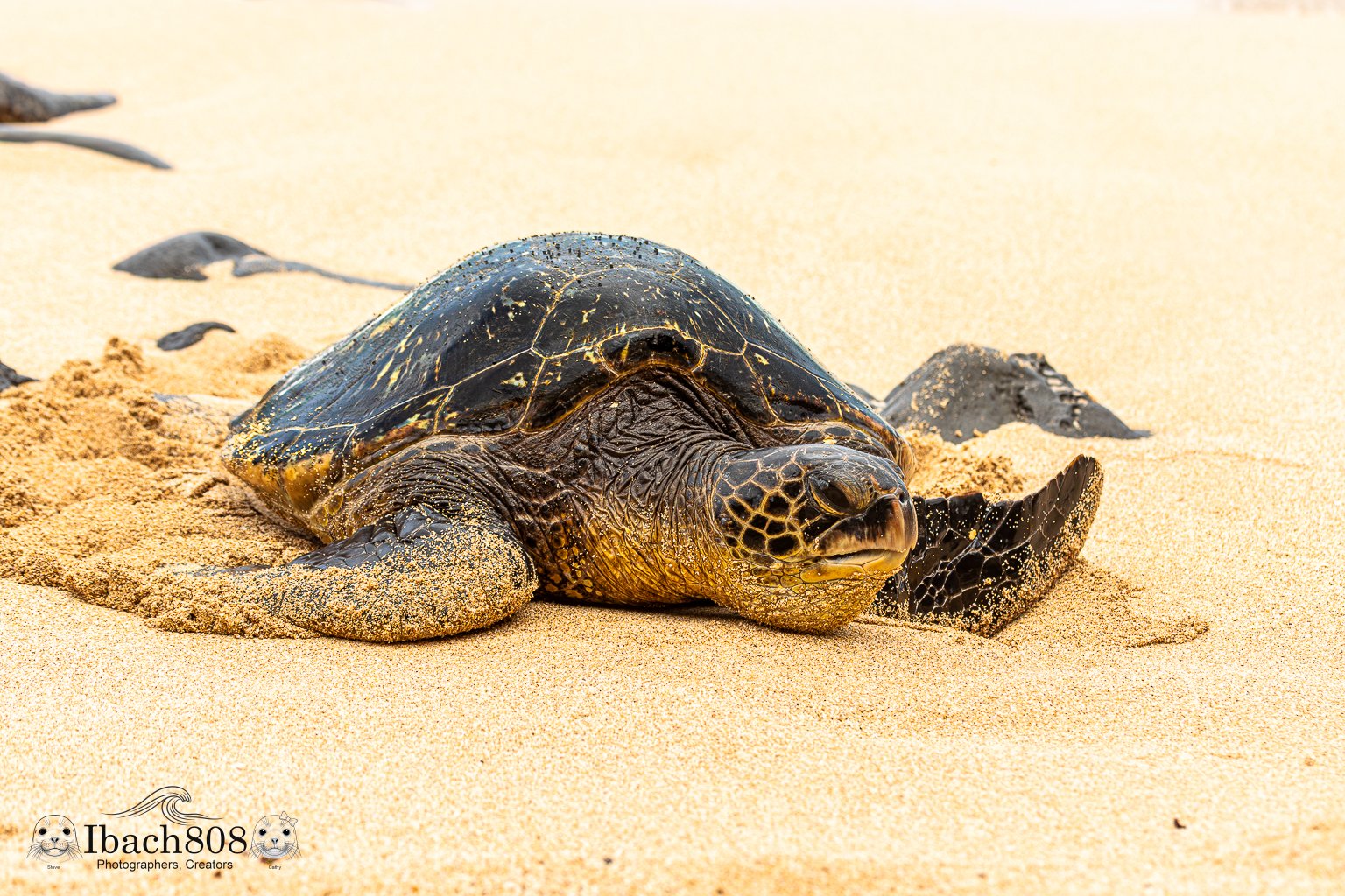 Sand and Scale (Free Edition): A Honu's Raw Beauty