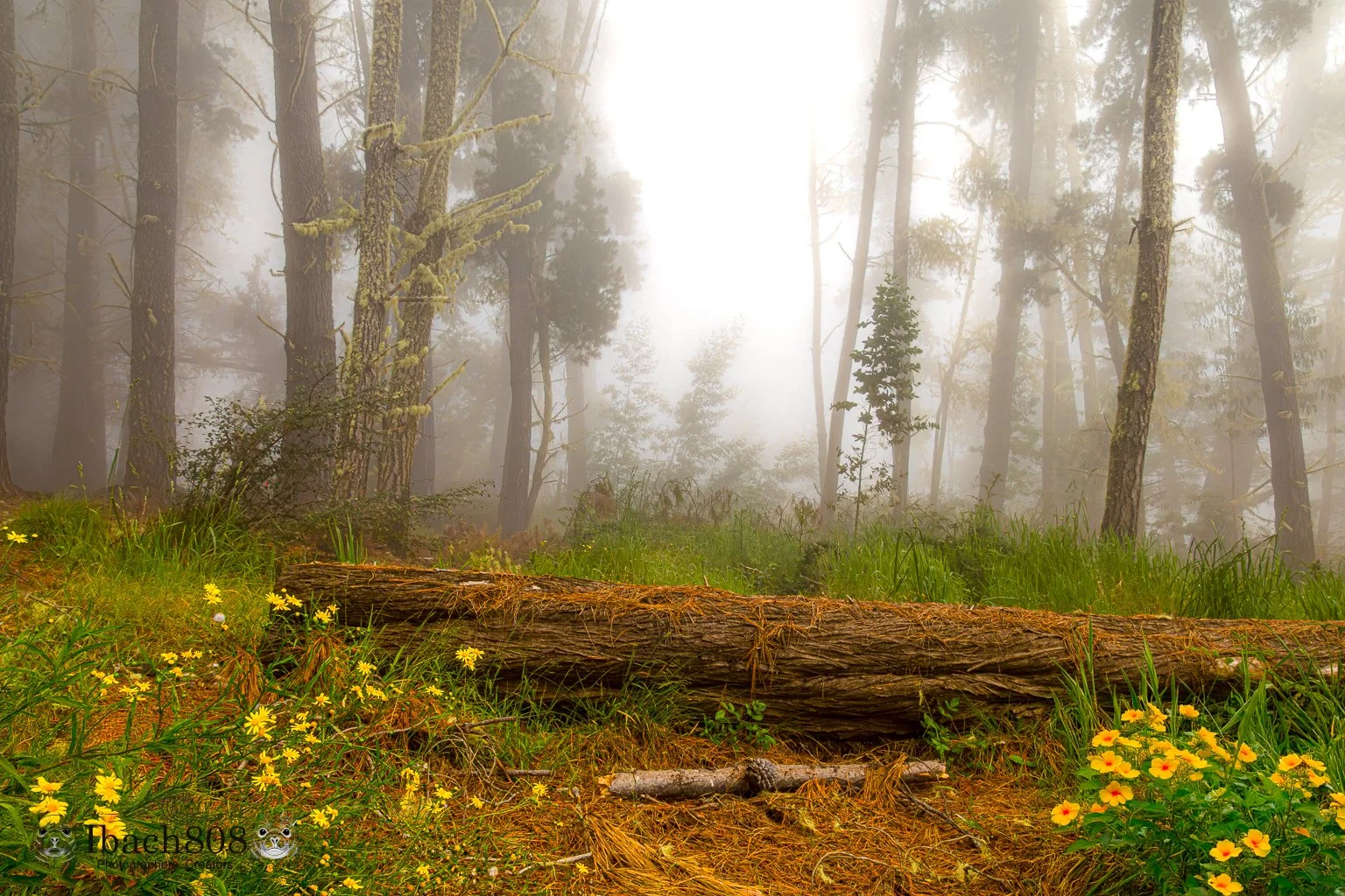 Mystery Forest (Gallery Editions)