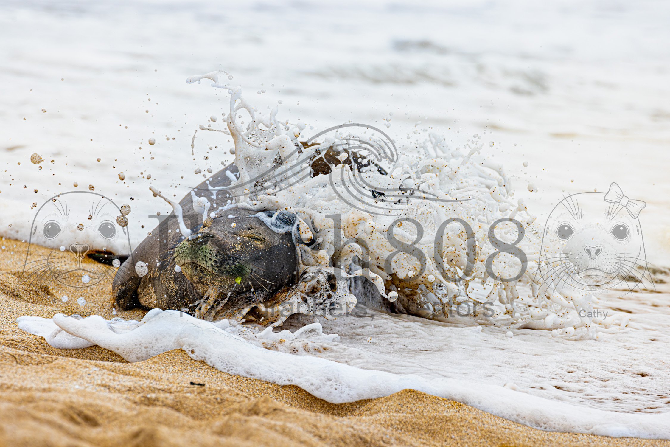 An Ocean's Kiss (Free Edition): Hawaiian Monk Seal