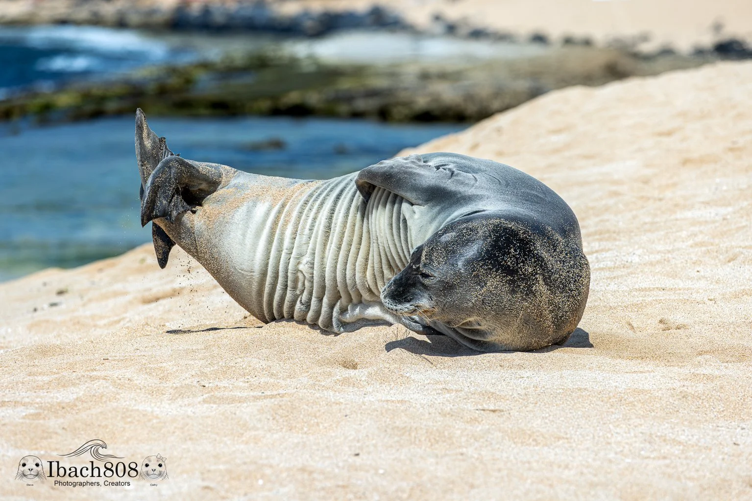 Silver Beauty (Gallery Editions): Hawaiian Monk Seal