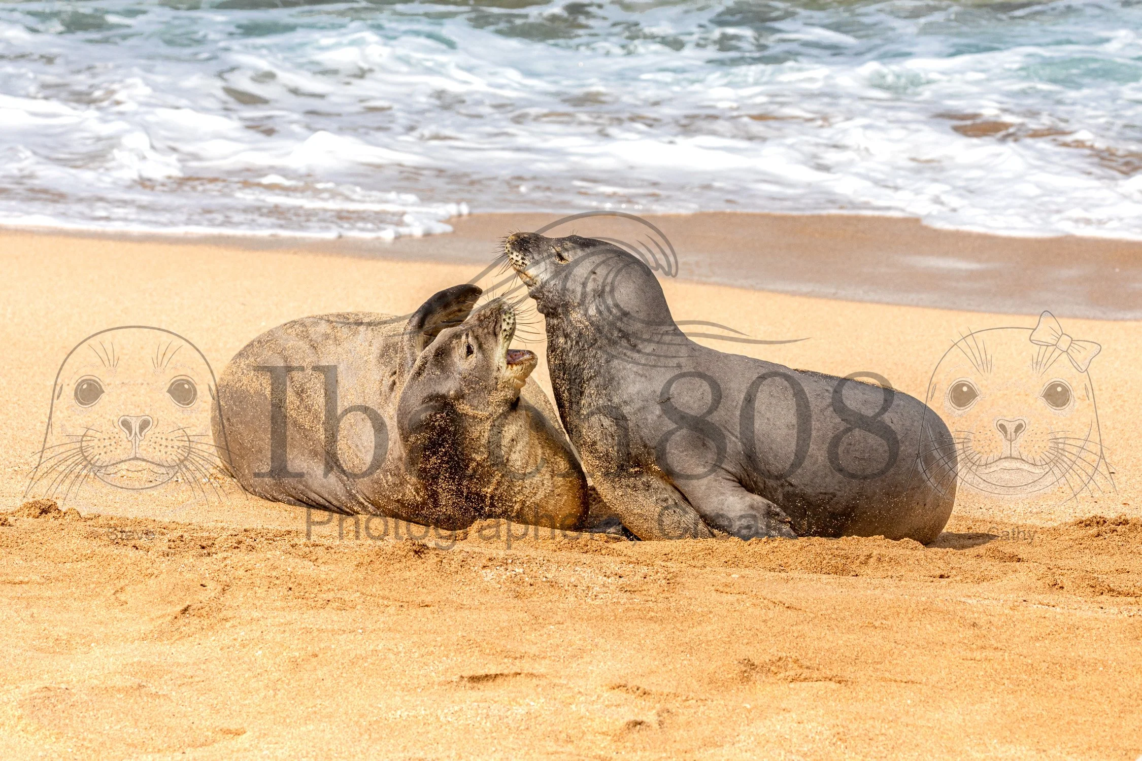 A Seal's Bond (Gallery Editions)