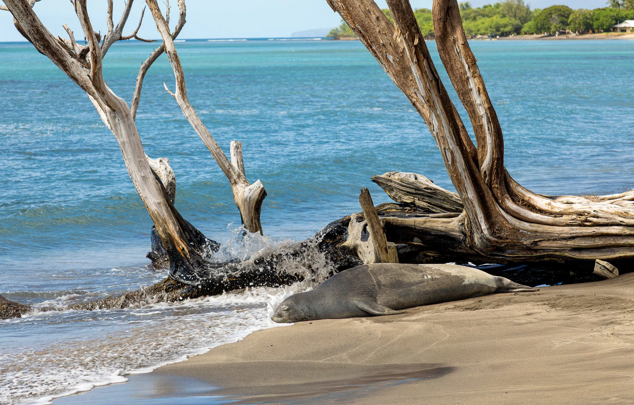 Driftwood Dreams (Gallery Editions): Hawaiian Monk Seal
