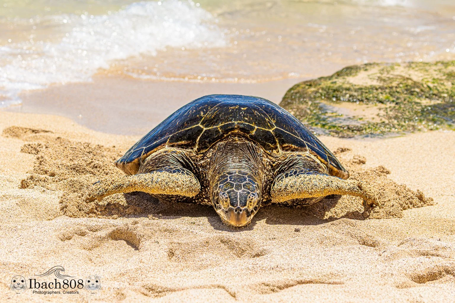 Honu Mana (Gallery Editions): The Spirit of the Turtle