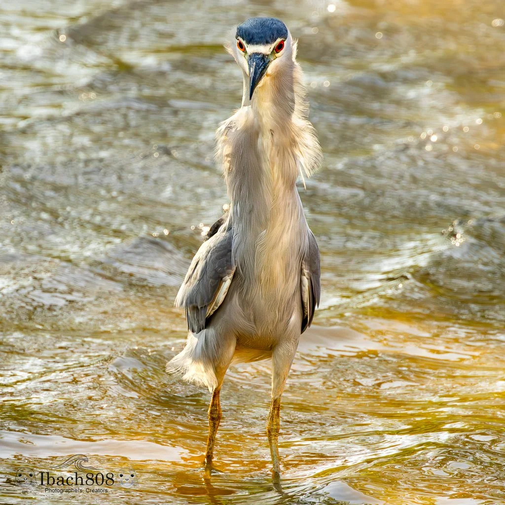 Golden Watcher (Gallery Edition): The ʻAukuʻu