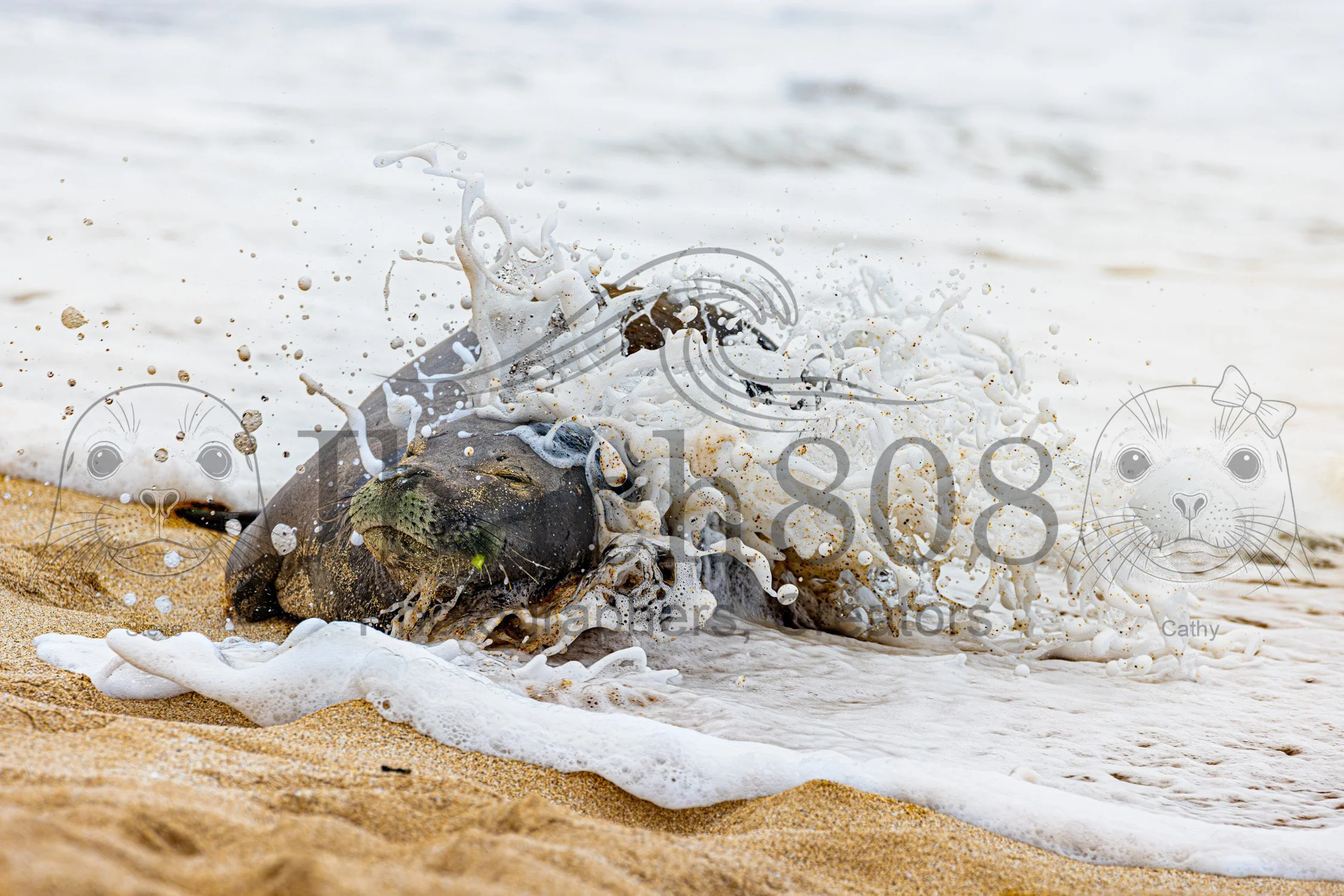 An Ocean's Kiss (Gallery Editions): Hawaiian Monk Seal