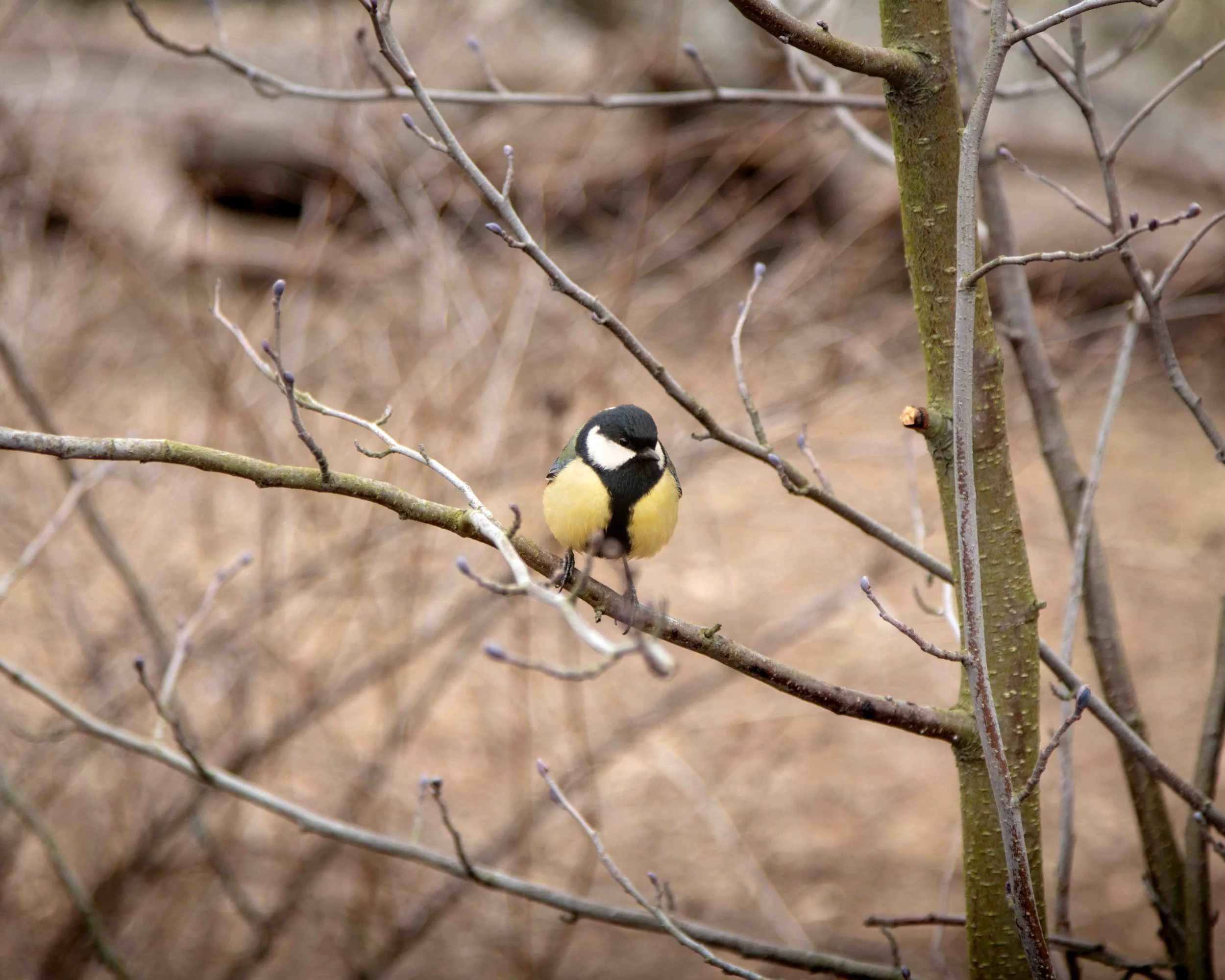 Winter’s delicate visitor.
