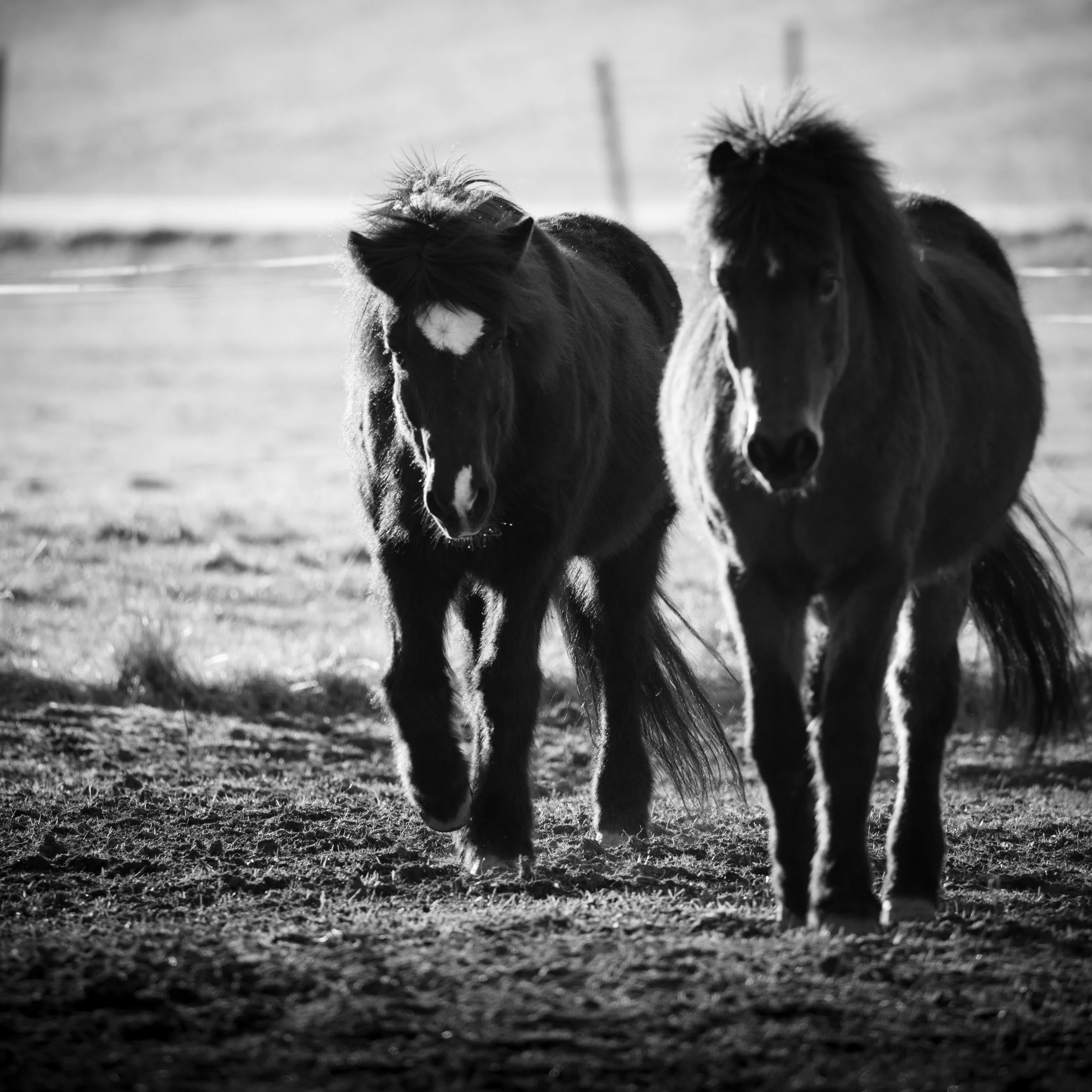 Two kindred spirits walking side by side — quiet strength and gentle company.