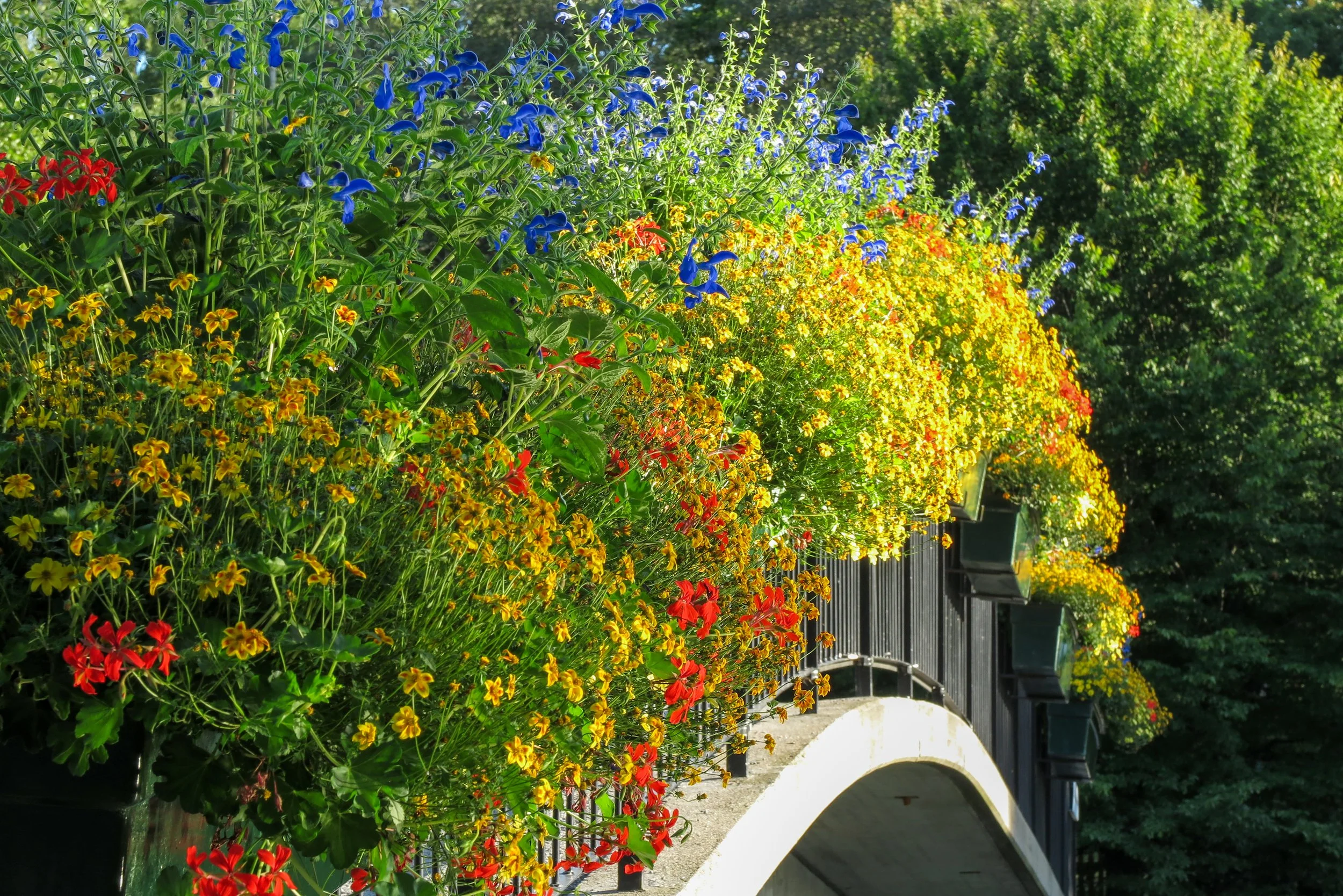 A burst of color where nature and structure meet.