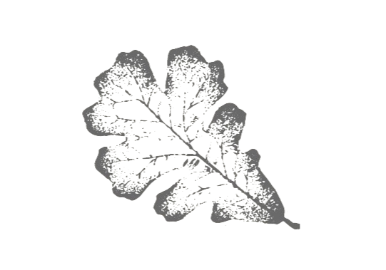 A black background with a white, textured oak leaf illustration in a stencil-like style for an Edmonton psychologist. - edmonton psychologist rates fees and appointment information