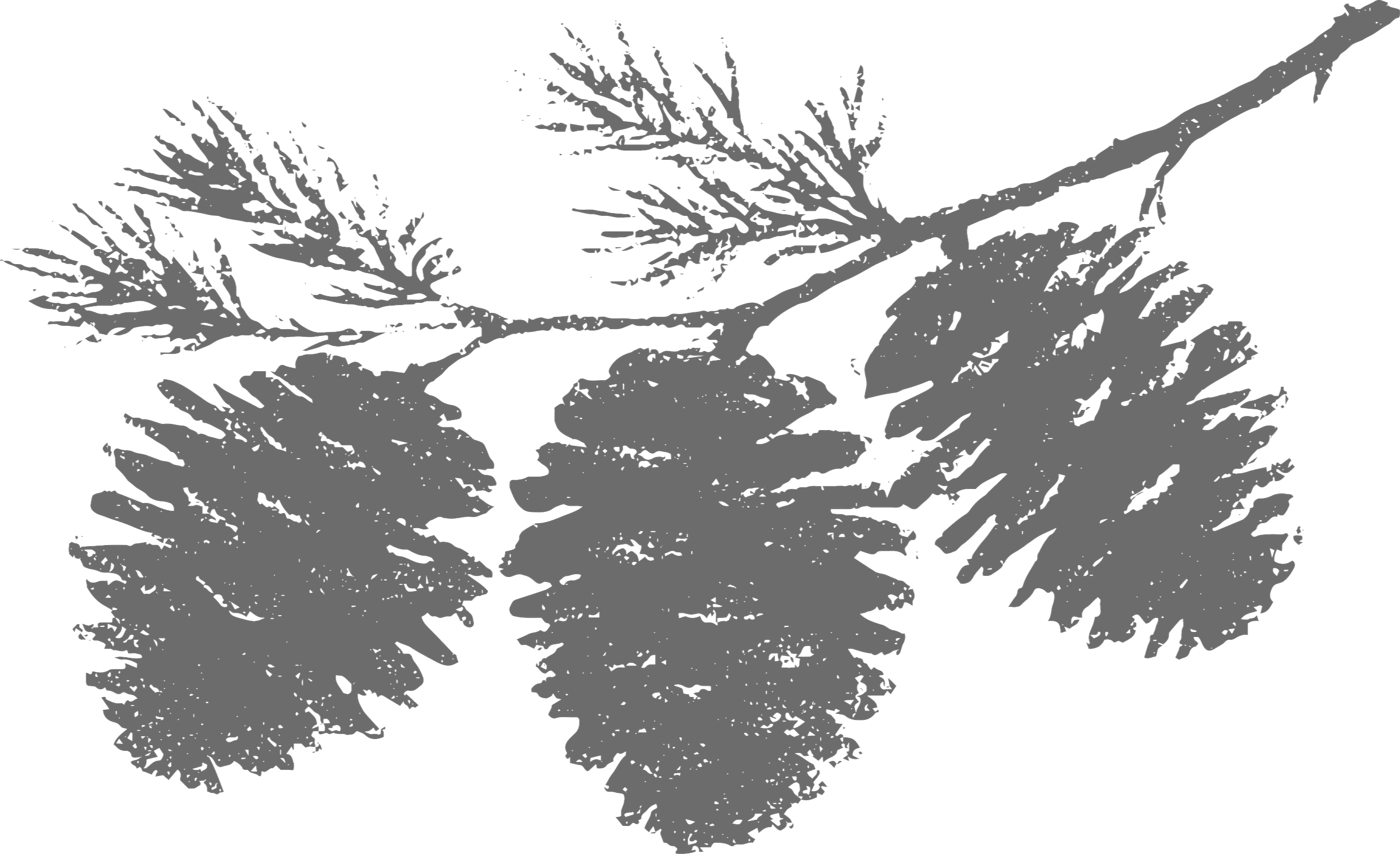 A cute photo of a triplet of gray pinecones. - therapy-for-first-responders-healthcare-workers-parents-professionals-edmonton-psychologist