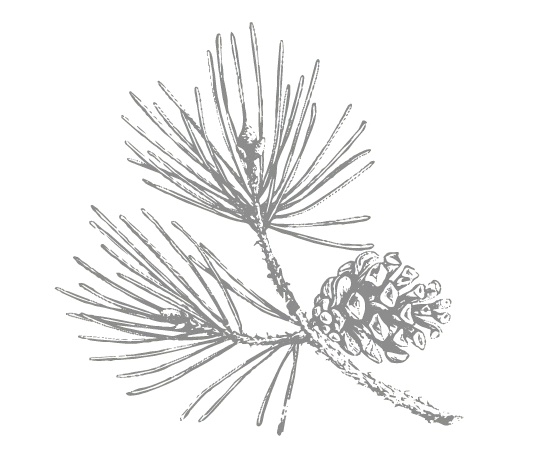 A white, textured oak leaf silhouette on a solid black background, perfect for an Edmonton psychologist's calming space. - local-edmonton-ab-psychology-clinic-samantha-greenwood