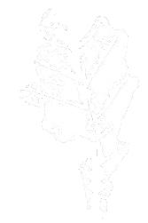 White silhouette of a leafy branch on black, its detailed lines symbolizing calm and growth, often used in anxiety therapy visuals. - edmonton anxiety therapy, phobia therapy, anxiety psychologist, phobia psychologist