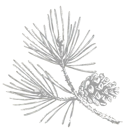 Silhouette of a pine branch with needle clusters and a pine cone on a black background.