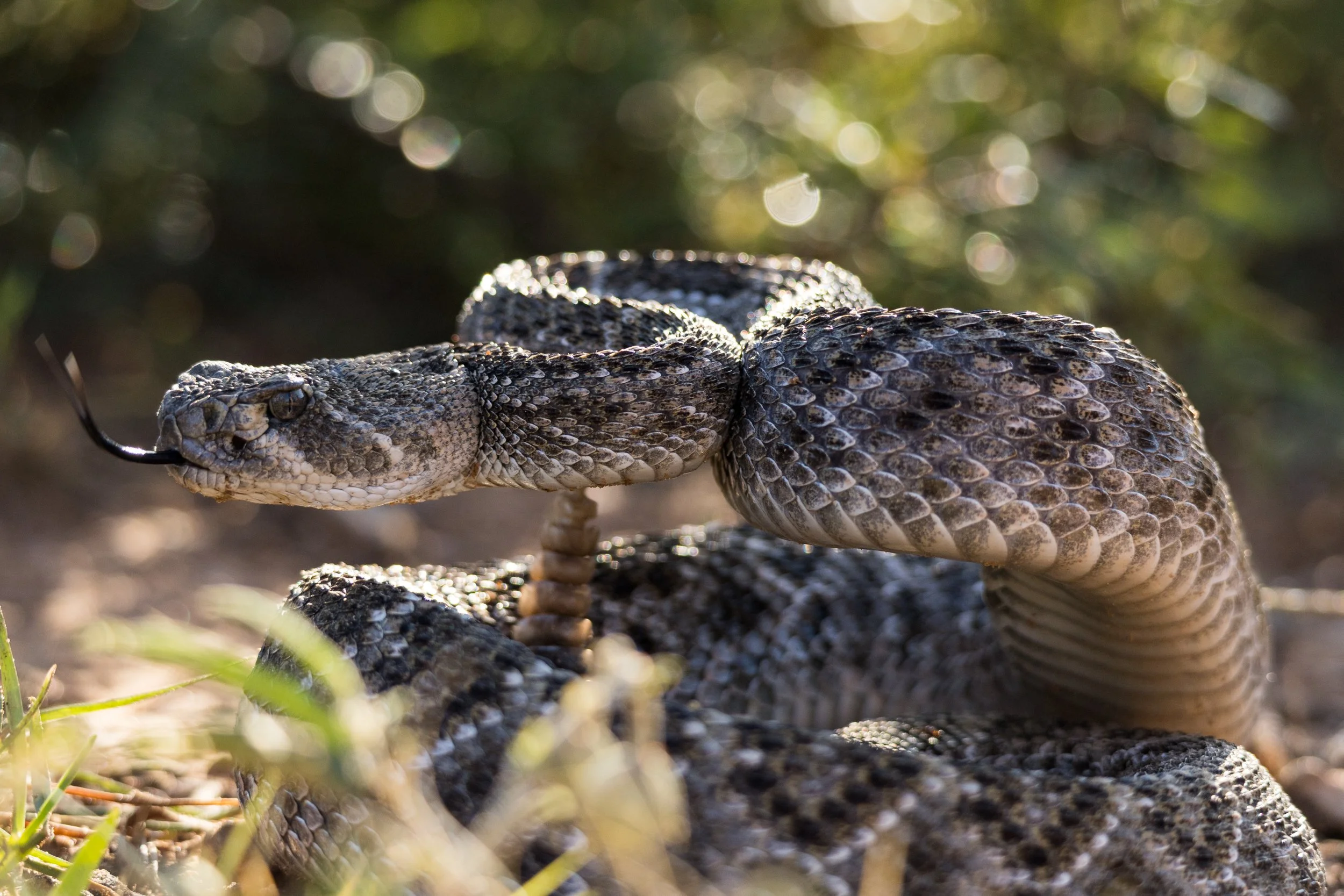 McCanlies, Jaxon-7942.jpg