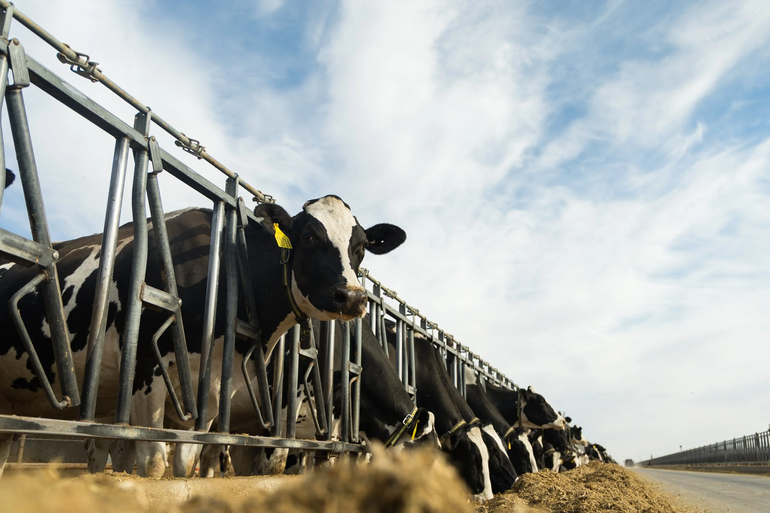 McCanlies, Jaxon_CaprockDairy-9255.jpg