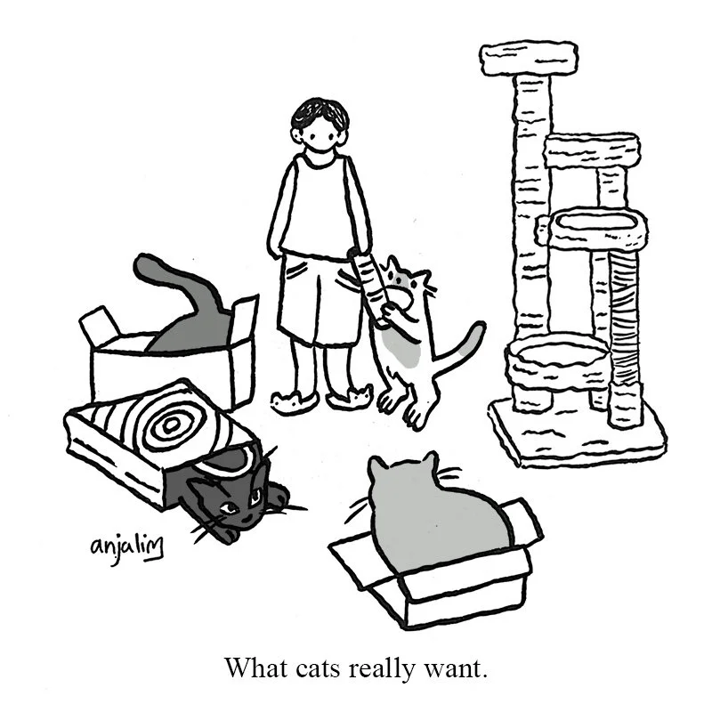 cats cartoon.jpg