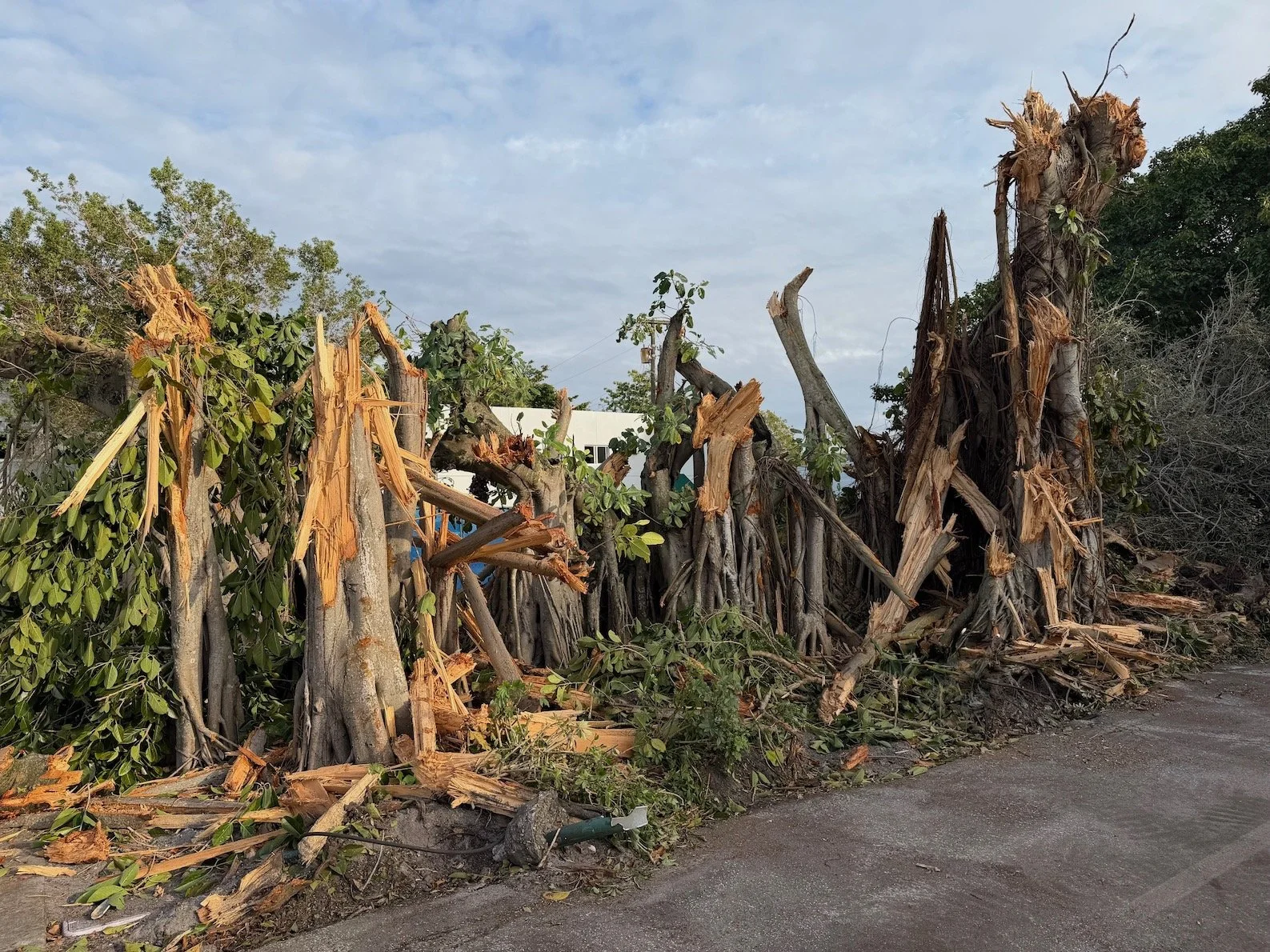 5-0 Council Vote for Banyan Destruction Underway at Modera Development