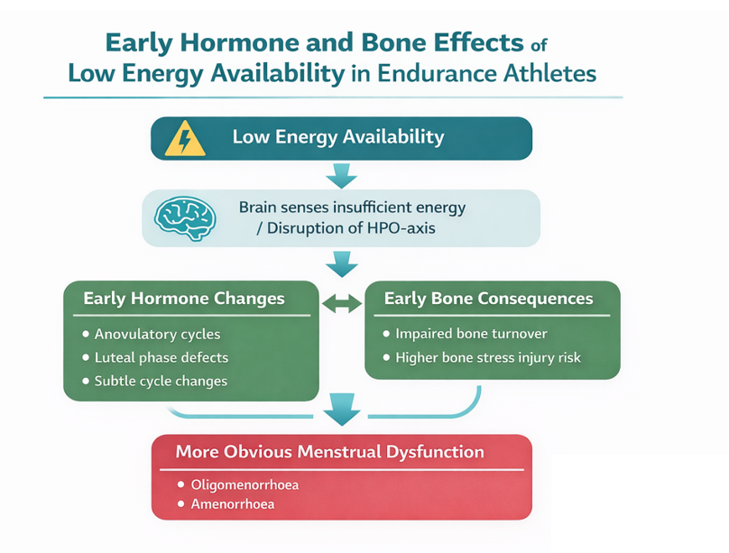 Low energy availability and REDs: Hormone Disruption Before Amenorrhea in Endurance Athletes