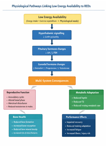 Figure demonstrating physiological pathways linking low energy availability to Relative Energy Deficiency in Sport (REDs).
