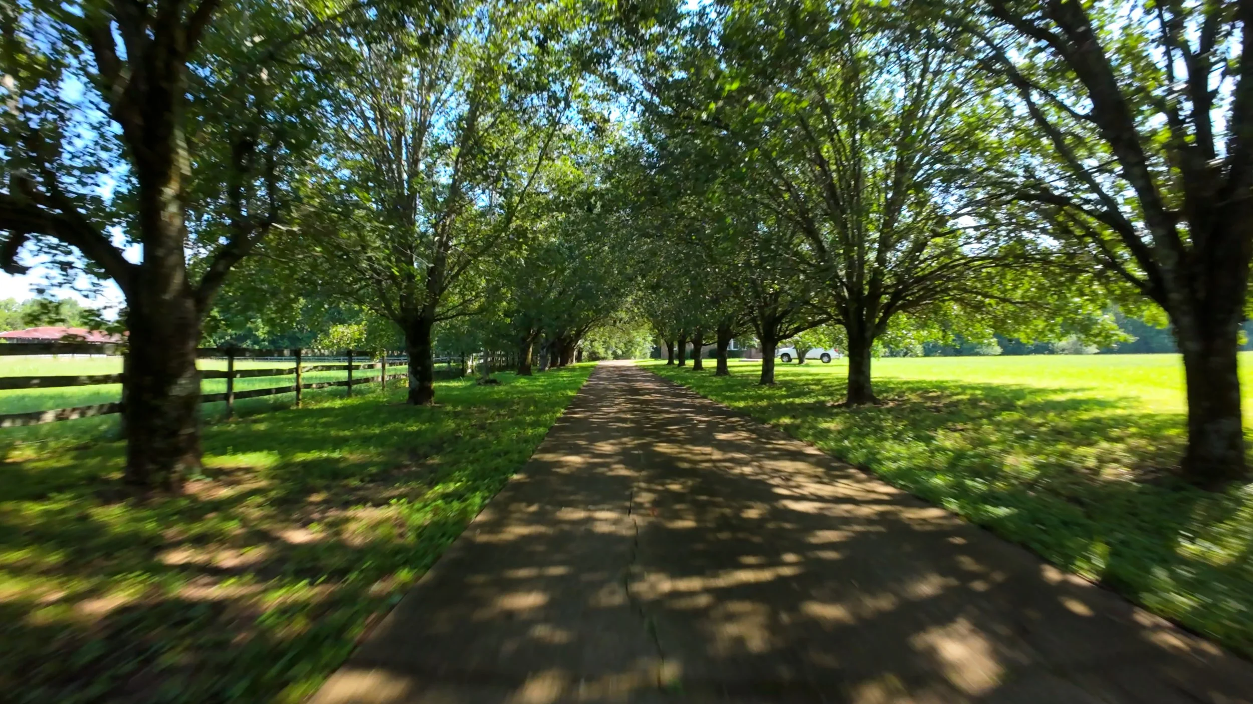 trees.jpg