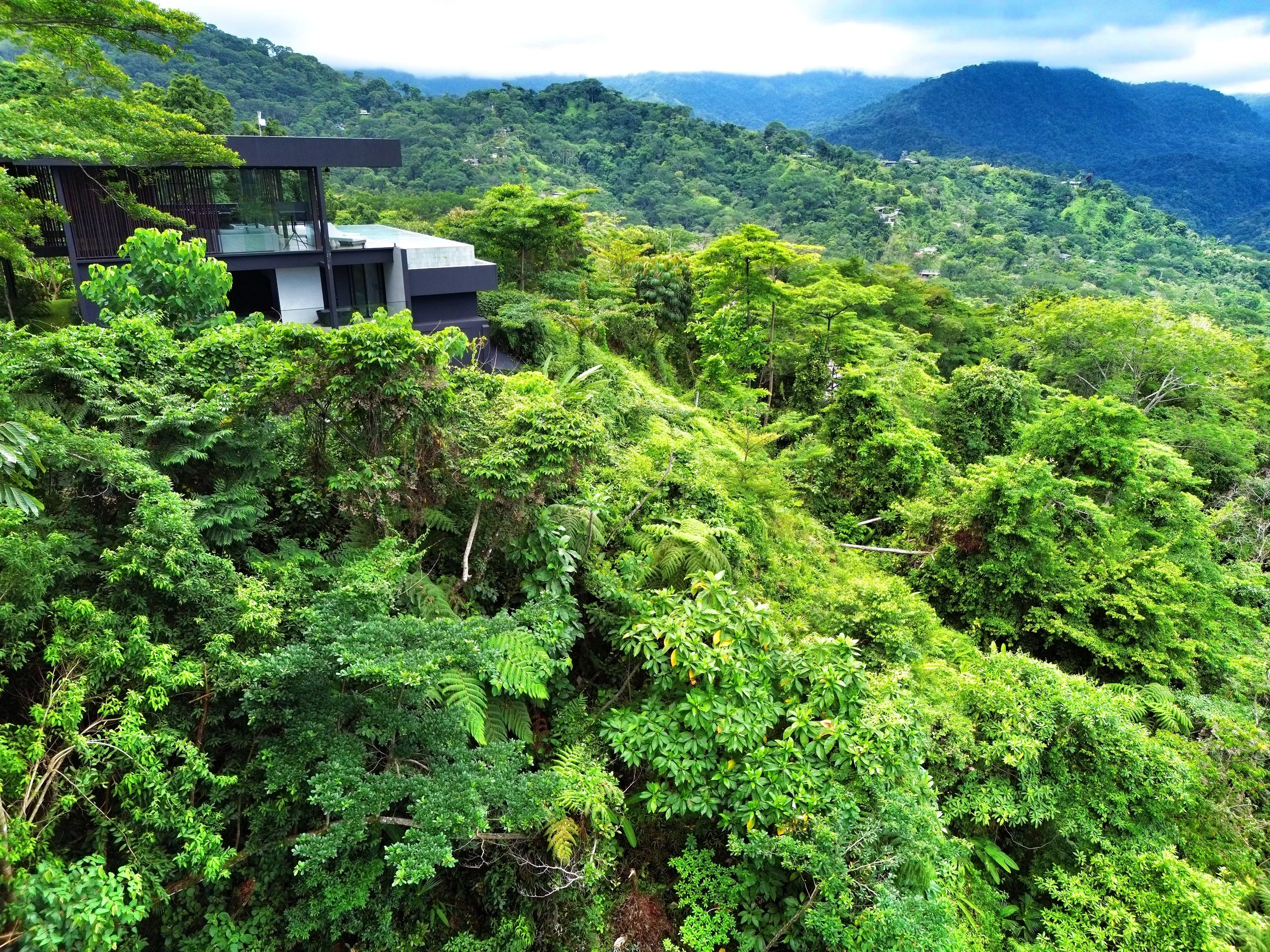 In the forest, above the canopy, quite literally