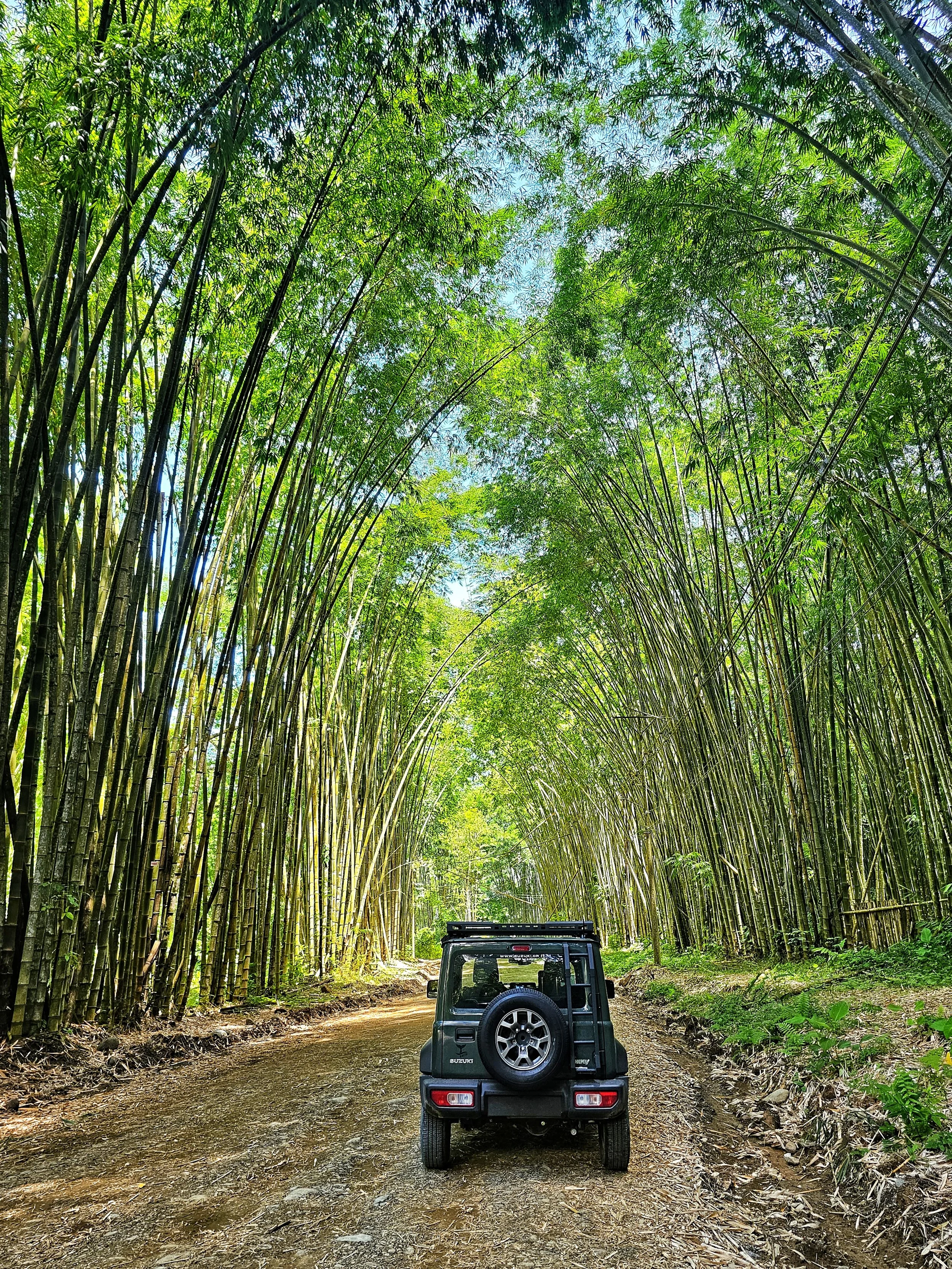 Bamboo forest Uvita