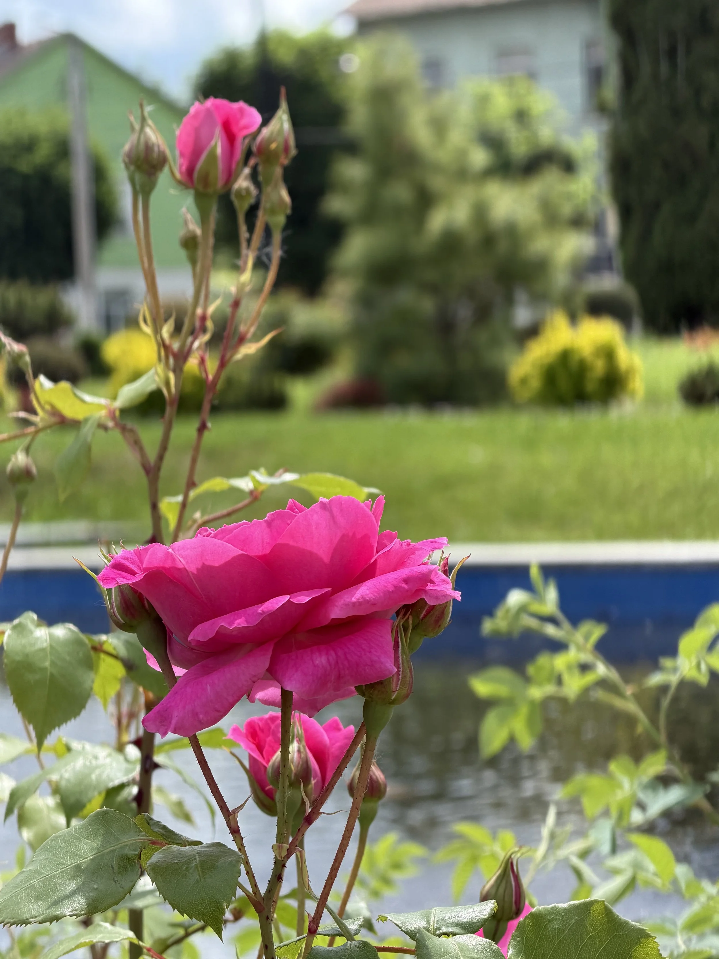 Pink roses with green leaves and buds in a garden with houses and trees in the background.