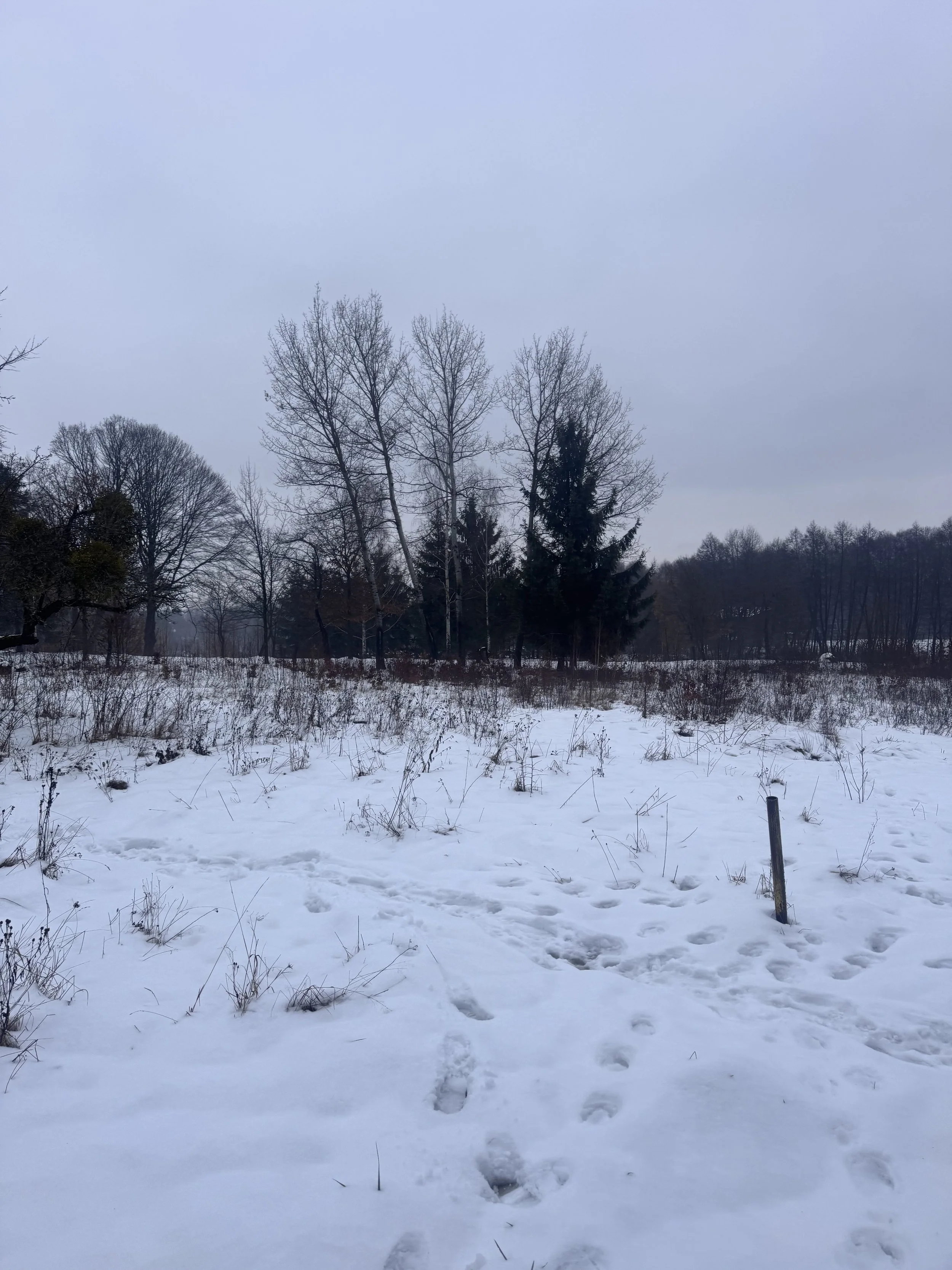 IMG_9893.jpeg