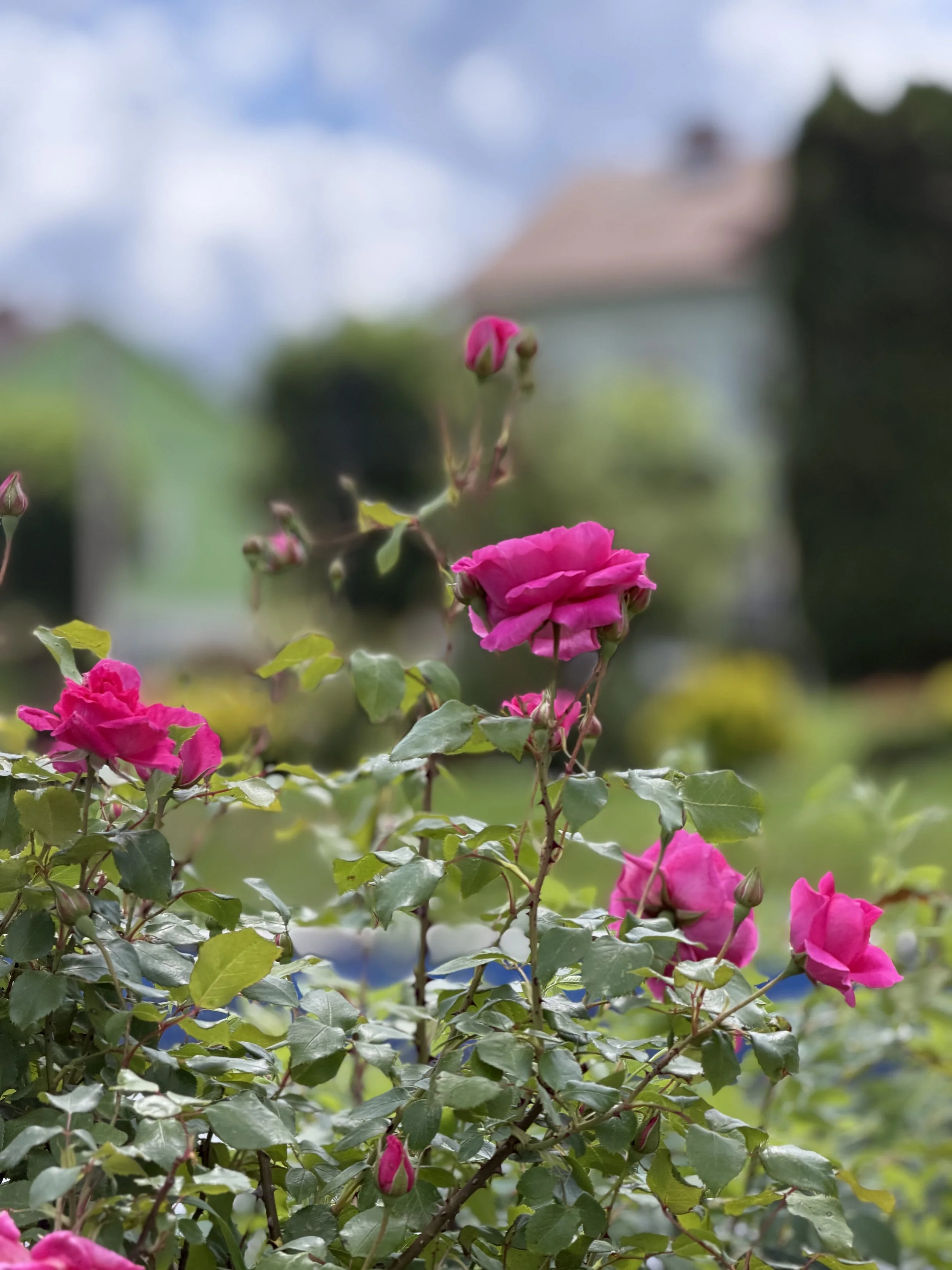 Close-up of pink bougainvillea flowers and buds on a green leafy plant, with a blurred background of a house and cloudy sky.