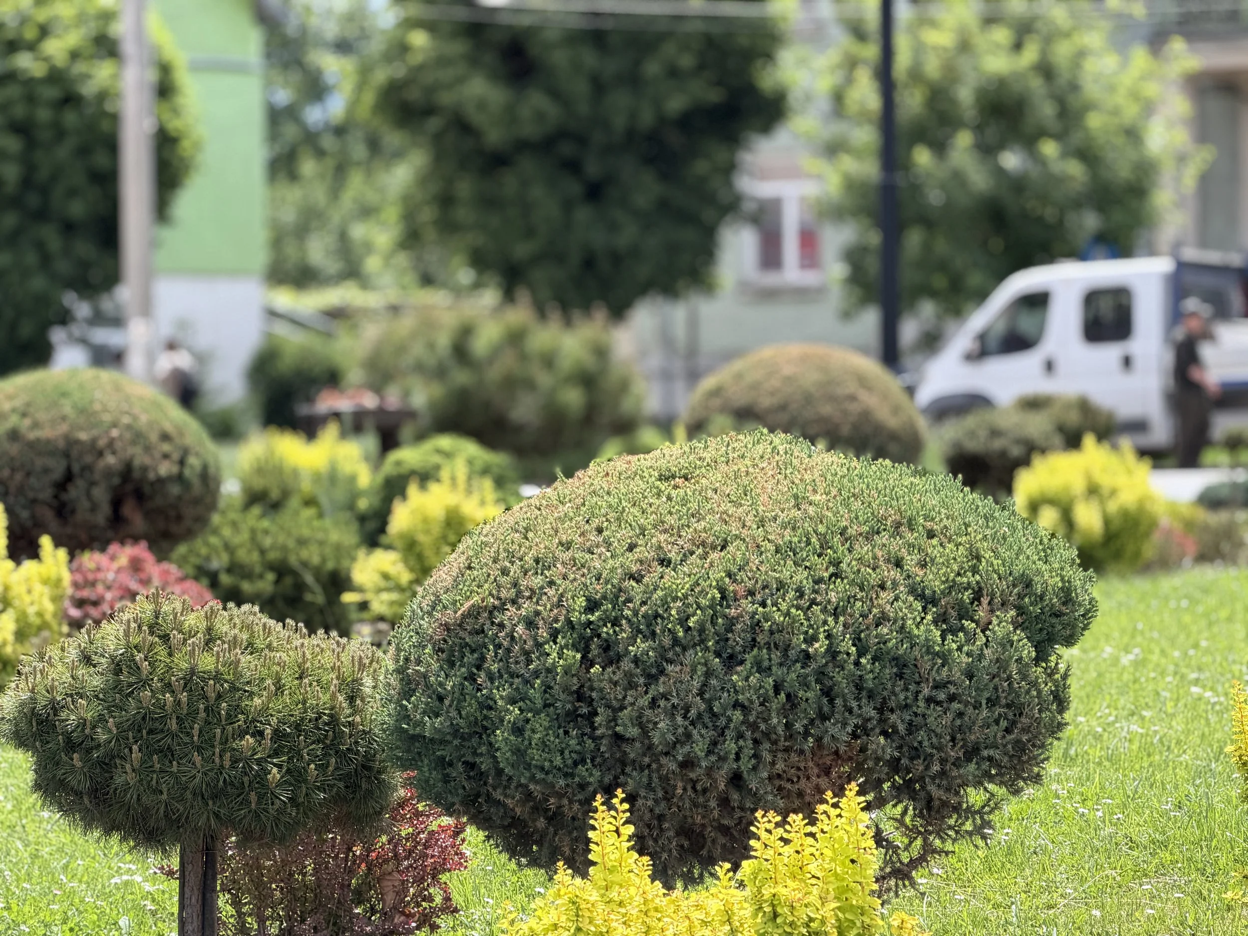 Close-up of trimmed, round evergreen bushes with yellow and red flowering plants around them in a landscaped garden.