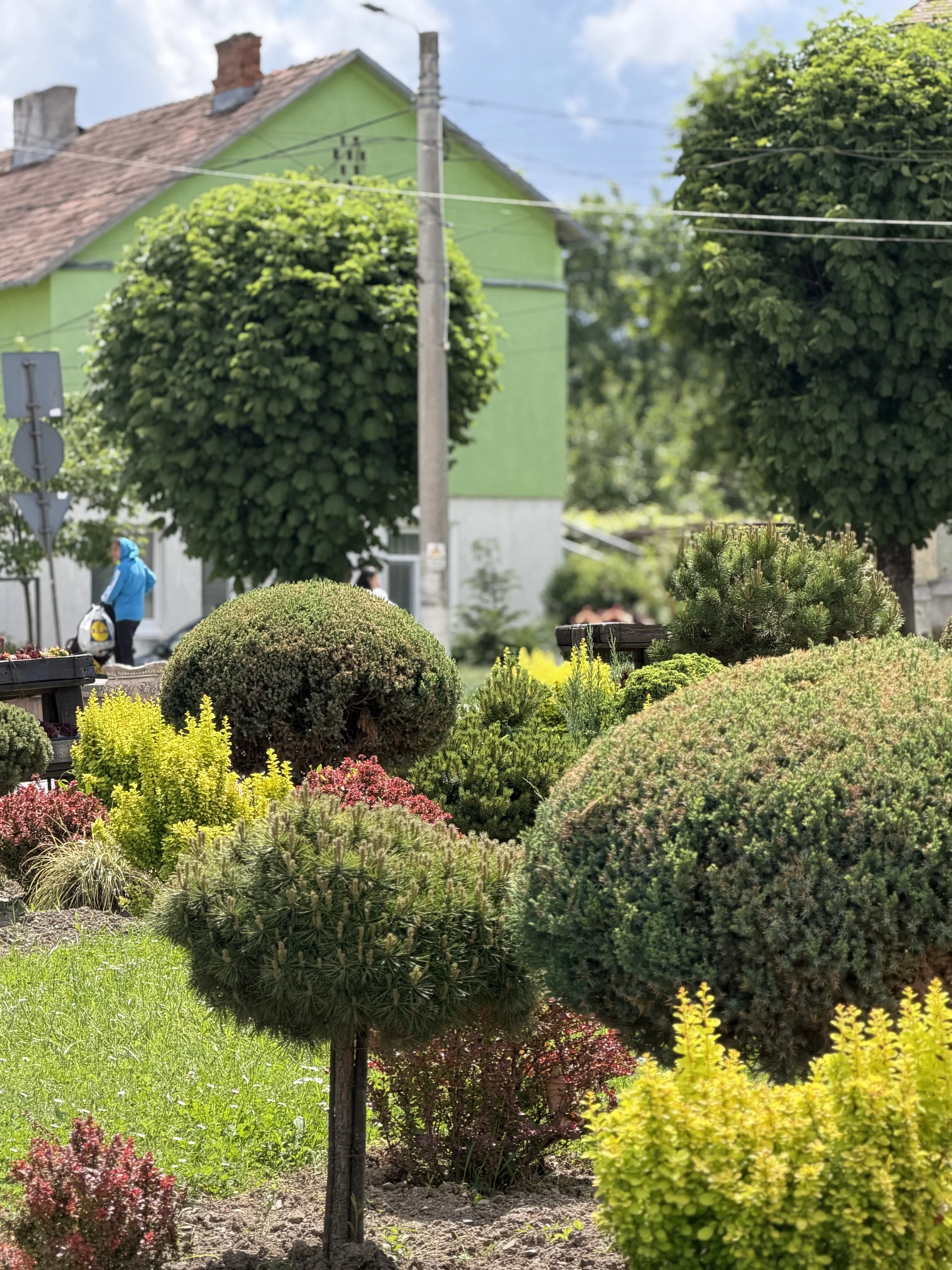 A garden with various shrubs and small trees, including a trimmed spherical tree, with a house and utility pole in the background under a partly cloudy sky.