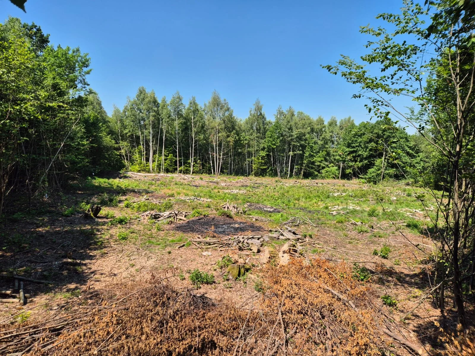 Teren intravilan 4.000 mp de vânzare în Viștișoara, Brașov