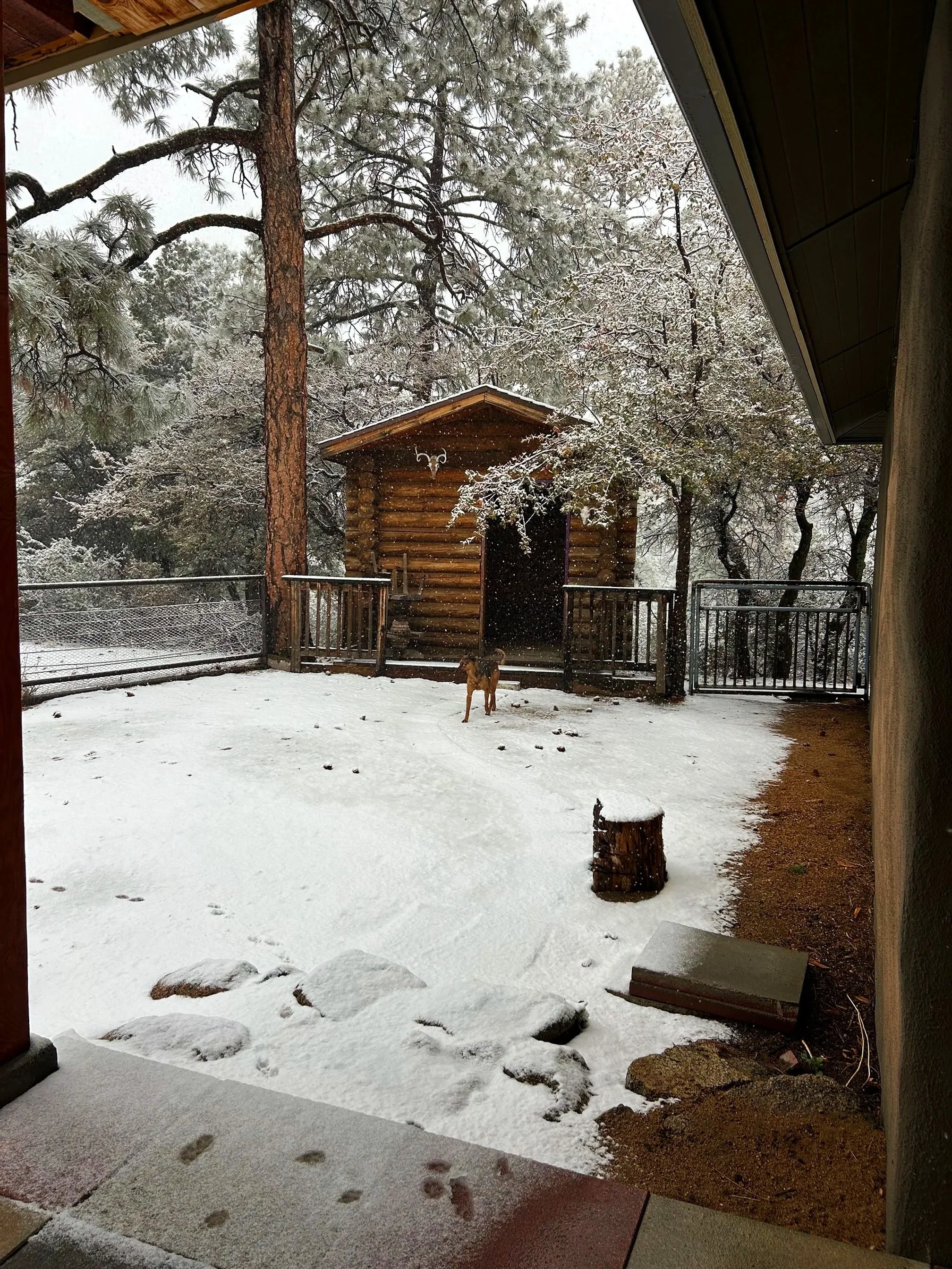 Innerblooms backyard cabin in snow with our dog Jagger