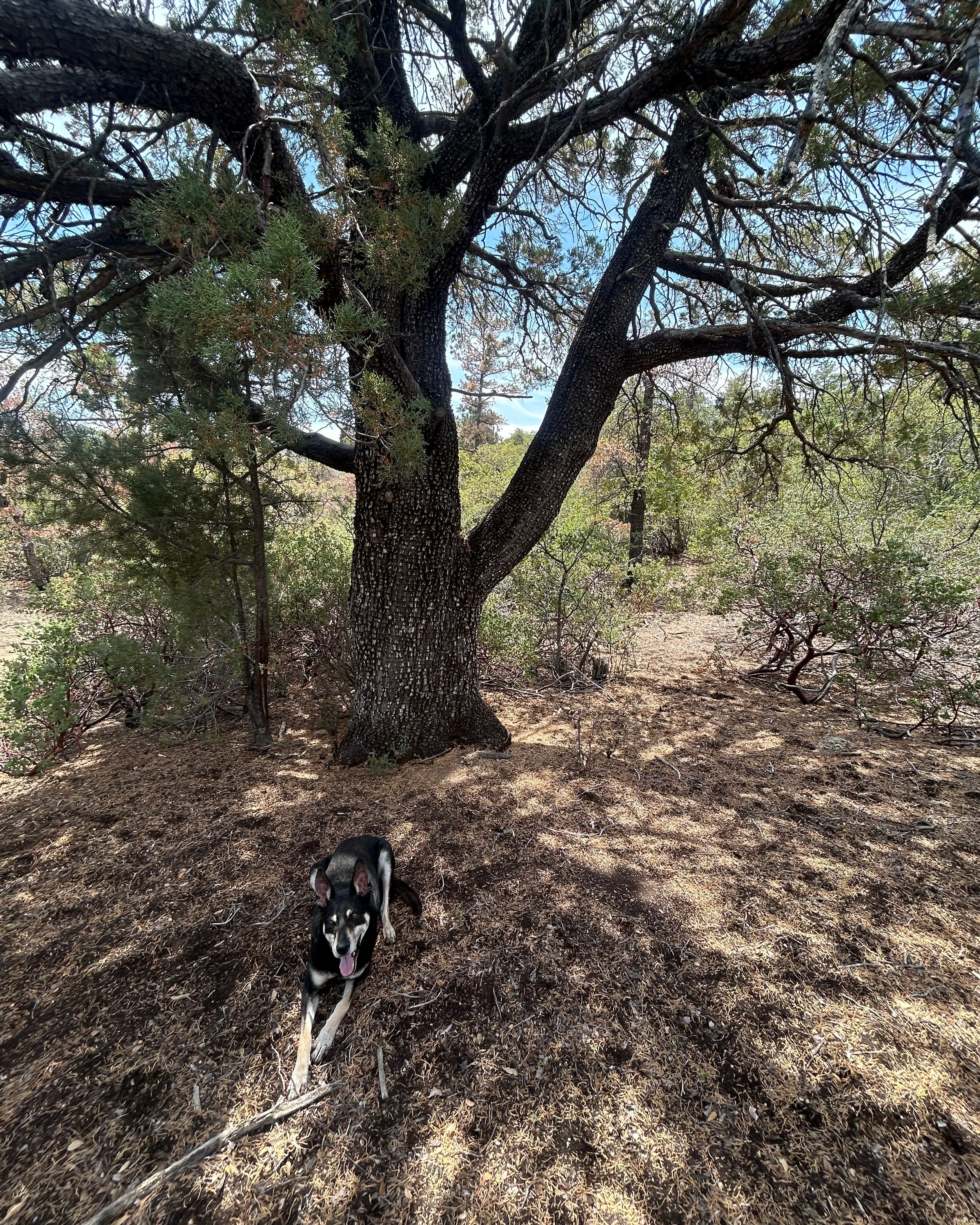 Our dog Gunter outside under at Juniper tree