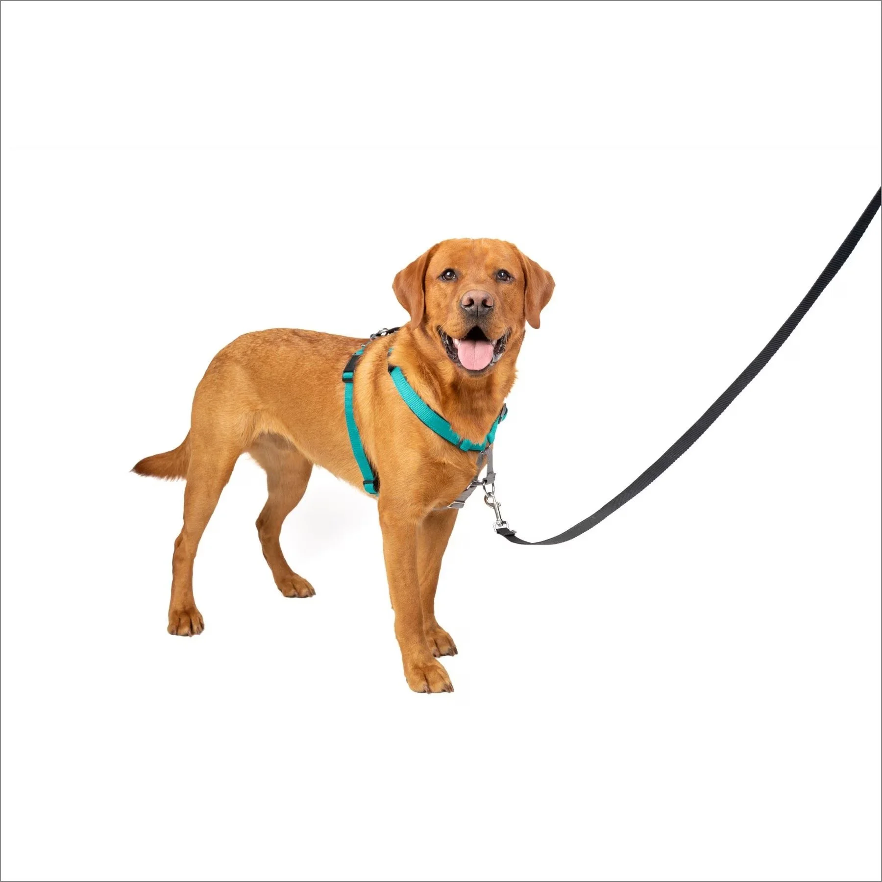 PetSafe 3in1 Dog Harness - Teal, 1ea/LG