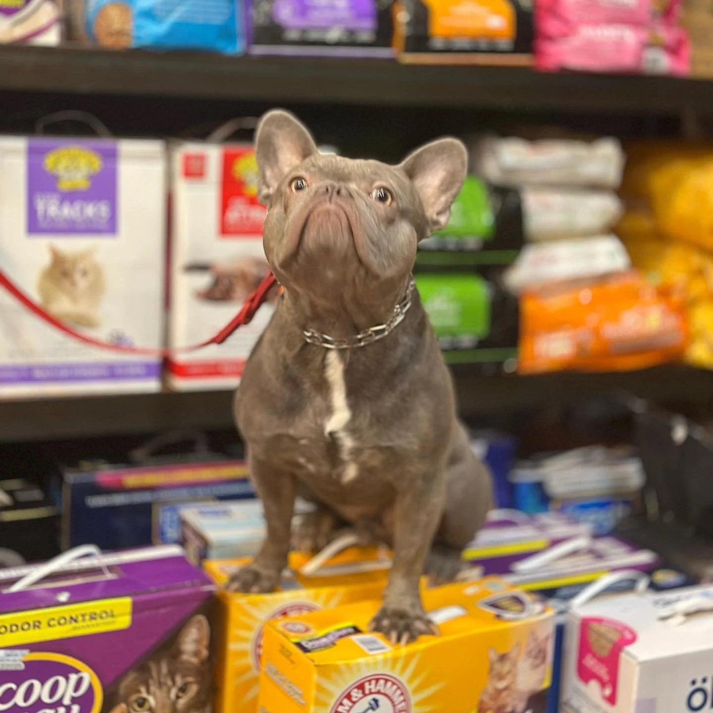 Stop by Oso&rsquo;s Pet Supply and you might even spot the CEO himself at the door 👀🐾🤍
-
We're open everyday from 9AM-9PM, every day!