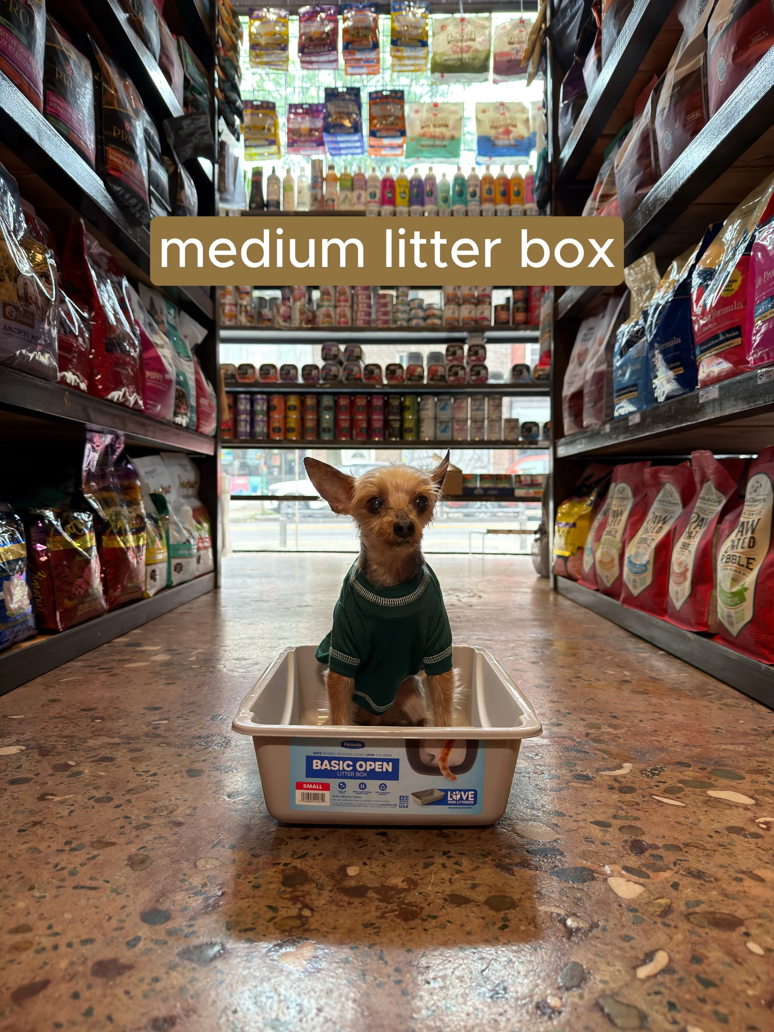 We fit Joey into different items around the store 😛 #osospets #smallmerch #teamwork