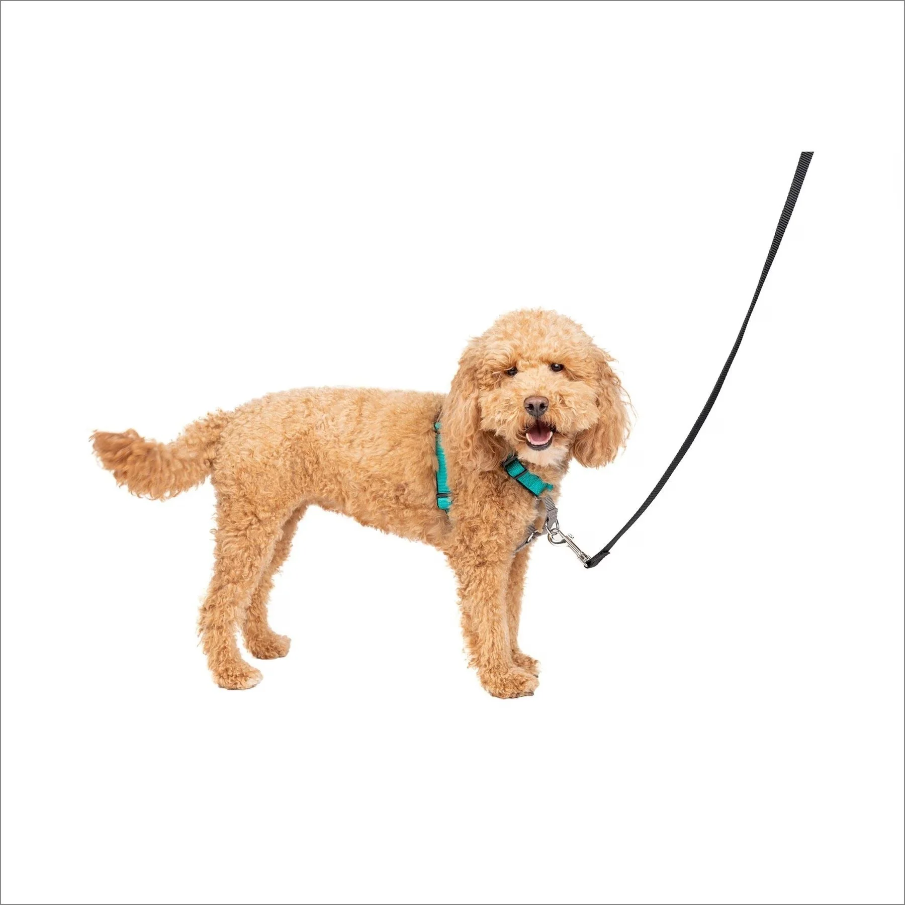 PetSafe 3in1 Dog Harness - Teal, 1ea/SM