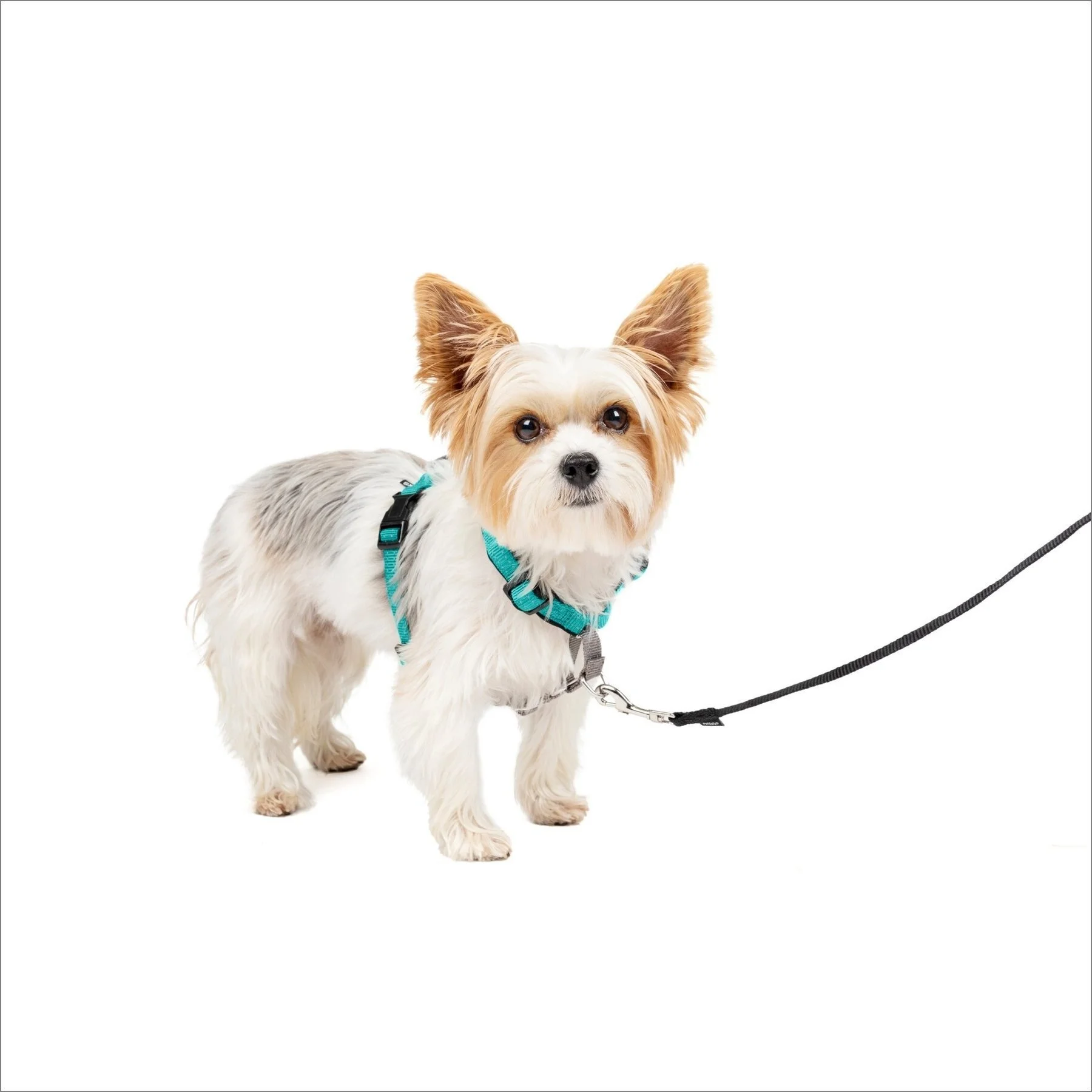PetSafe 3in1 Dog Harness - Teal, 1ea/XS