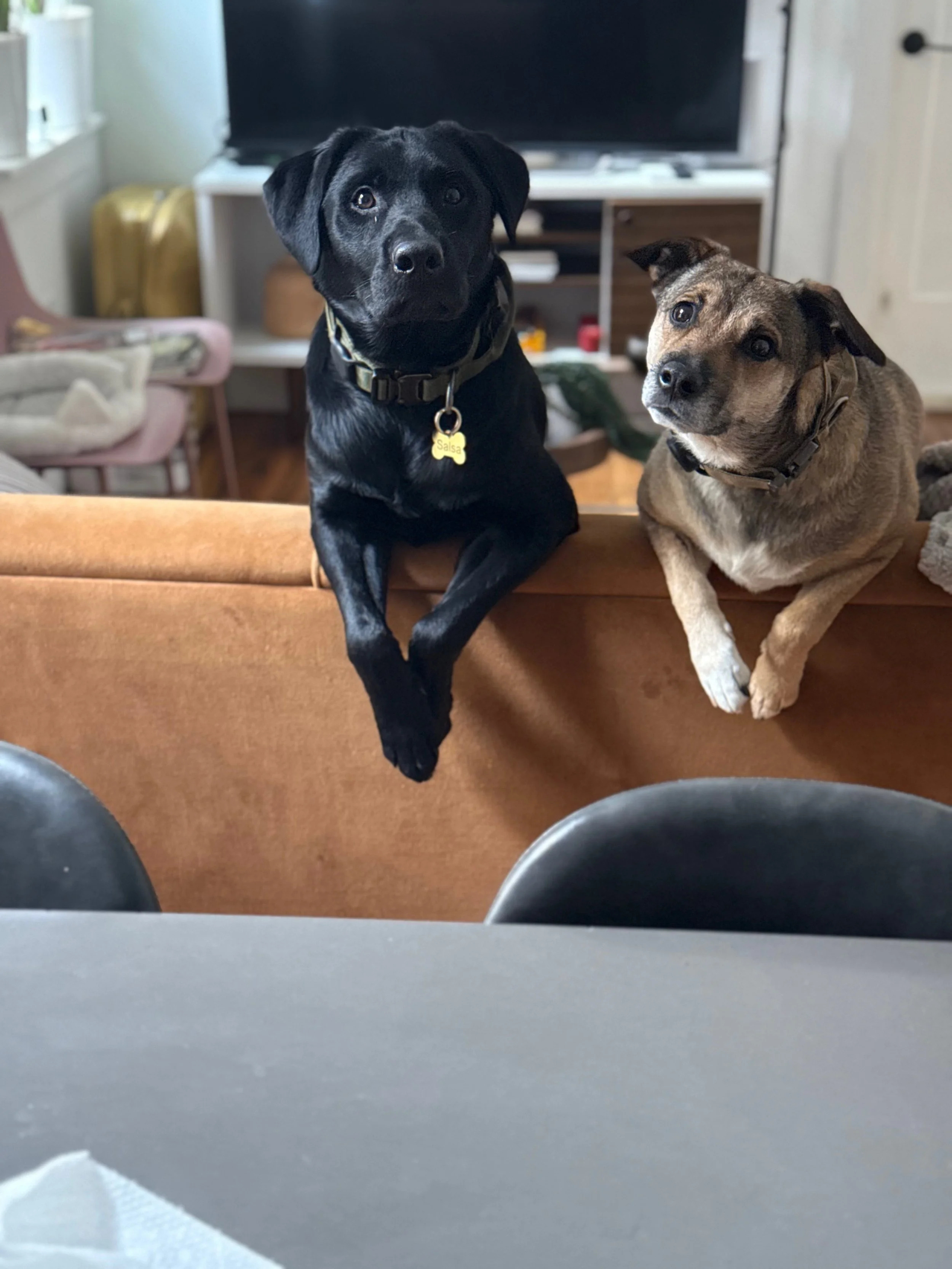 76877639760__DCD6FBD5-3E43-432B-B323-E9692473C805.fullsizerender 2.JPEG