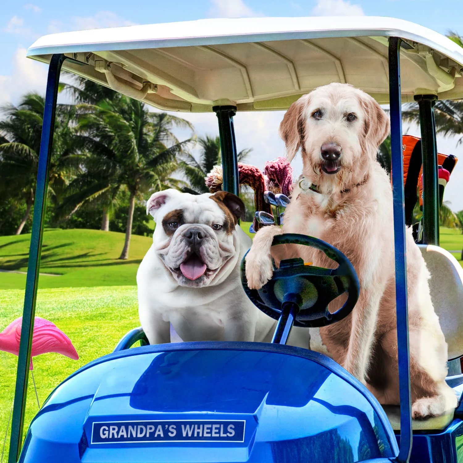 tile_lifestyle-dog-golf_gold-dog-dry_reduced-activity-senior-gold-2.jpg